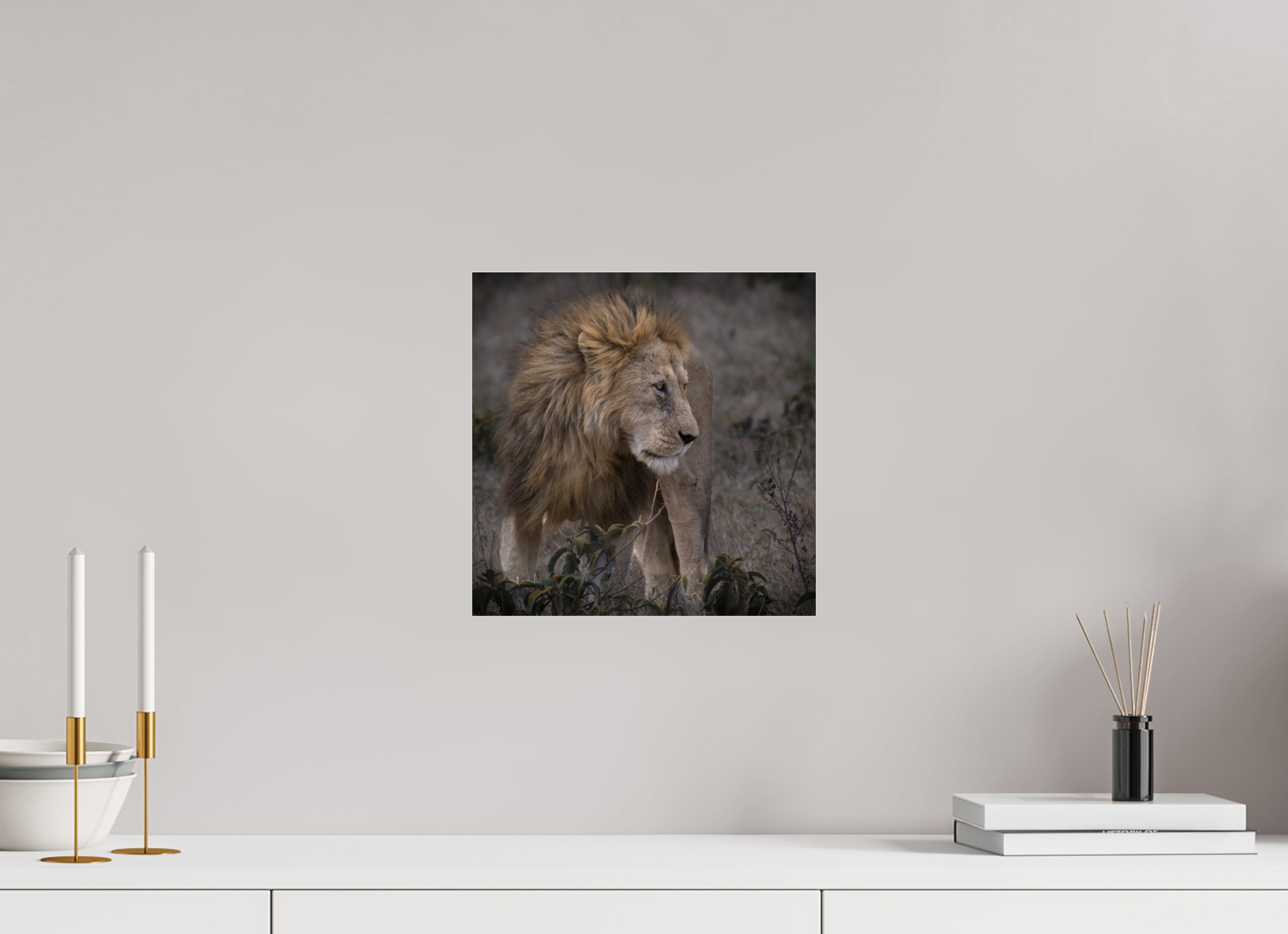 30 x 30 cm, Photo Print Under Acrylic Glass Male lion
