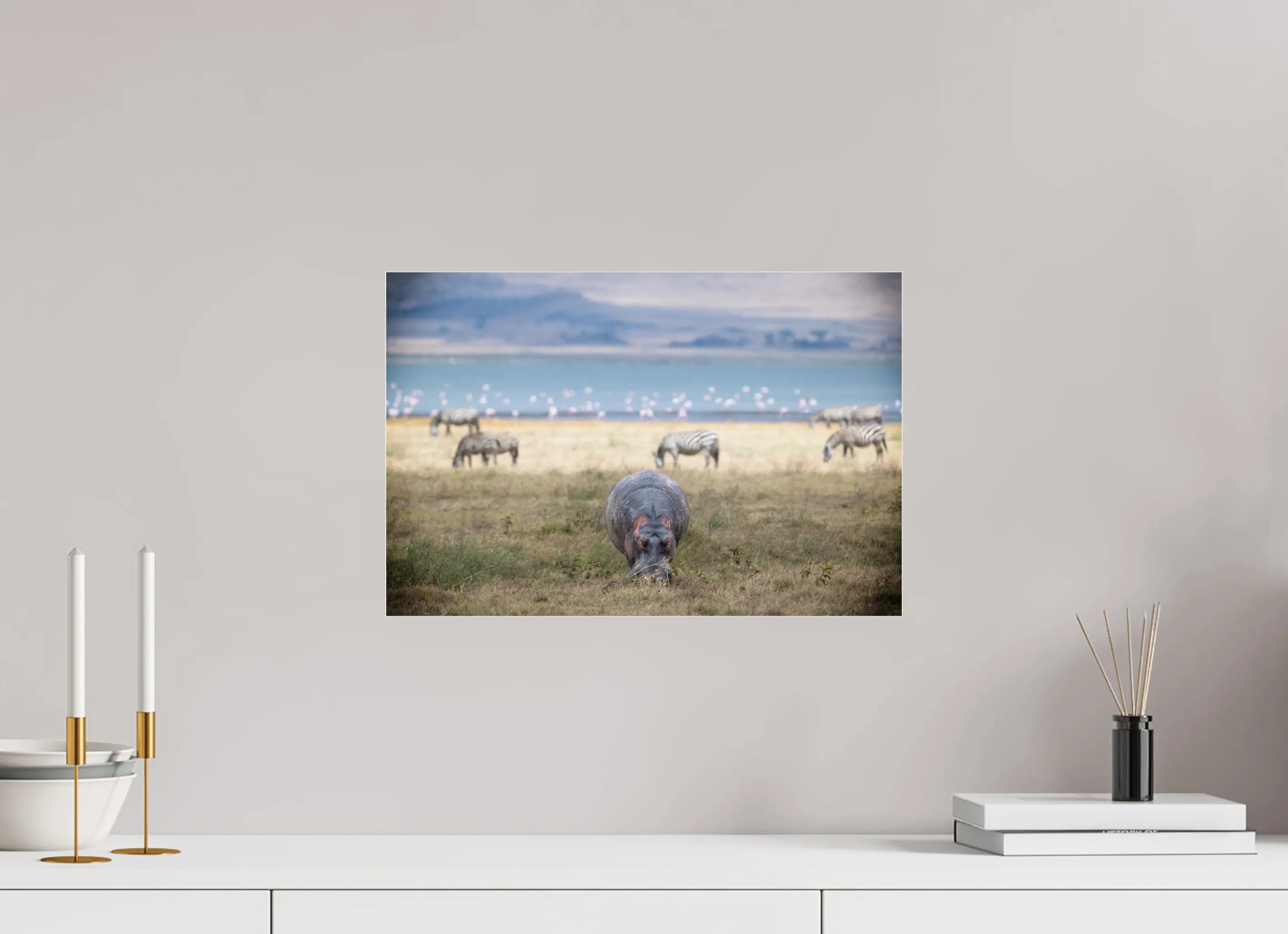 45 x 30 cm, Photo Print Under Acrylic Glass Hippo grazing