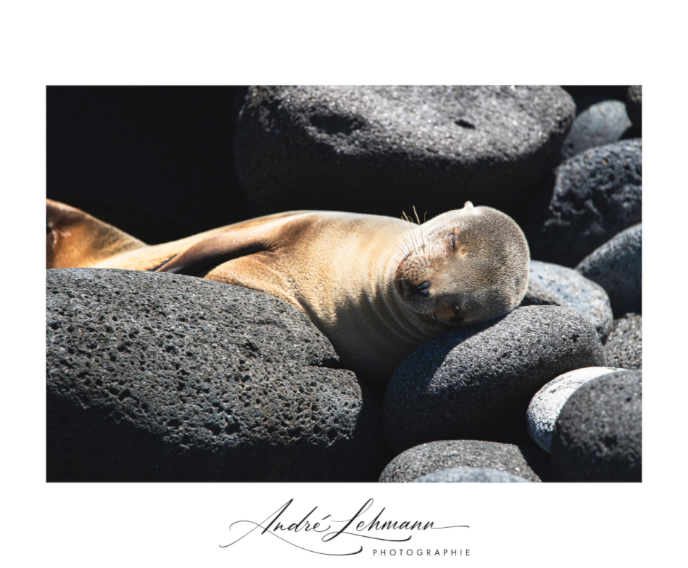 Main image Galapagos Sea Lion