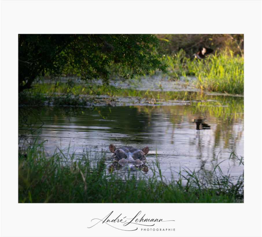 Main image Hippo in the pond