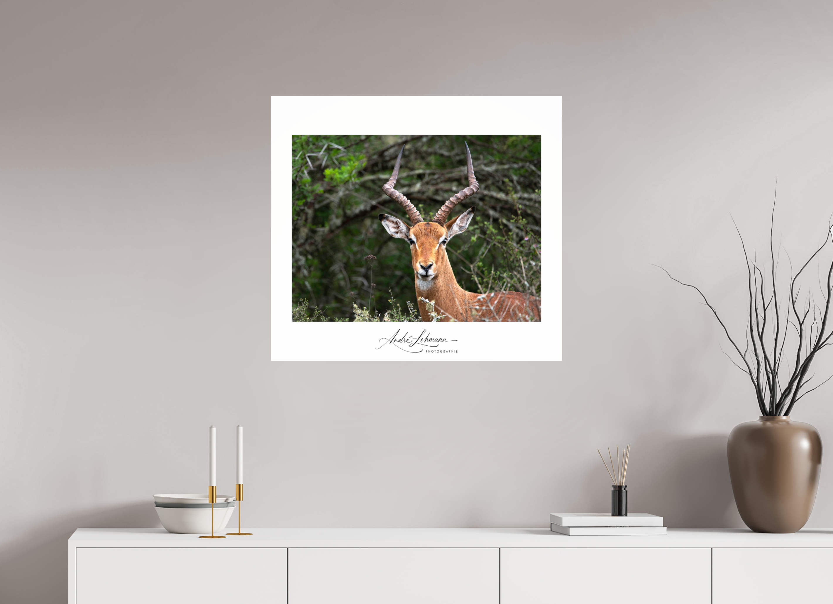 76.9 x 70 cm, Photo Print Under Acrylic Glass Impala
