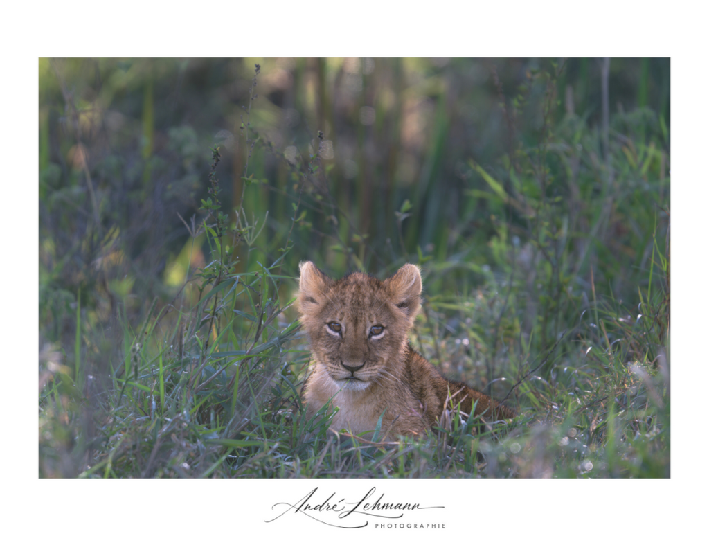Main image Lion Cub (Alu Dibond)