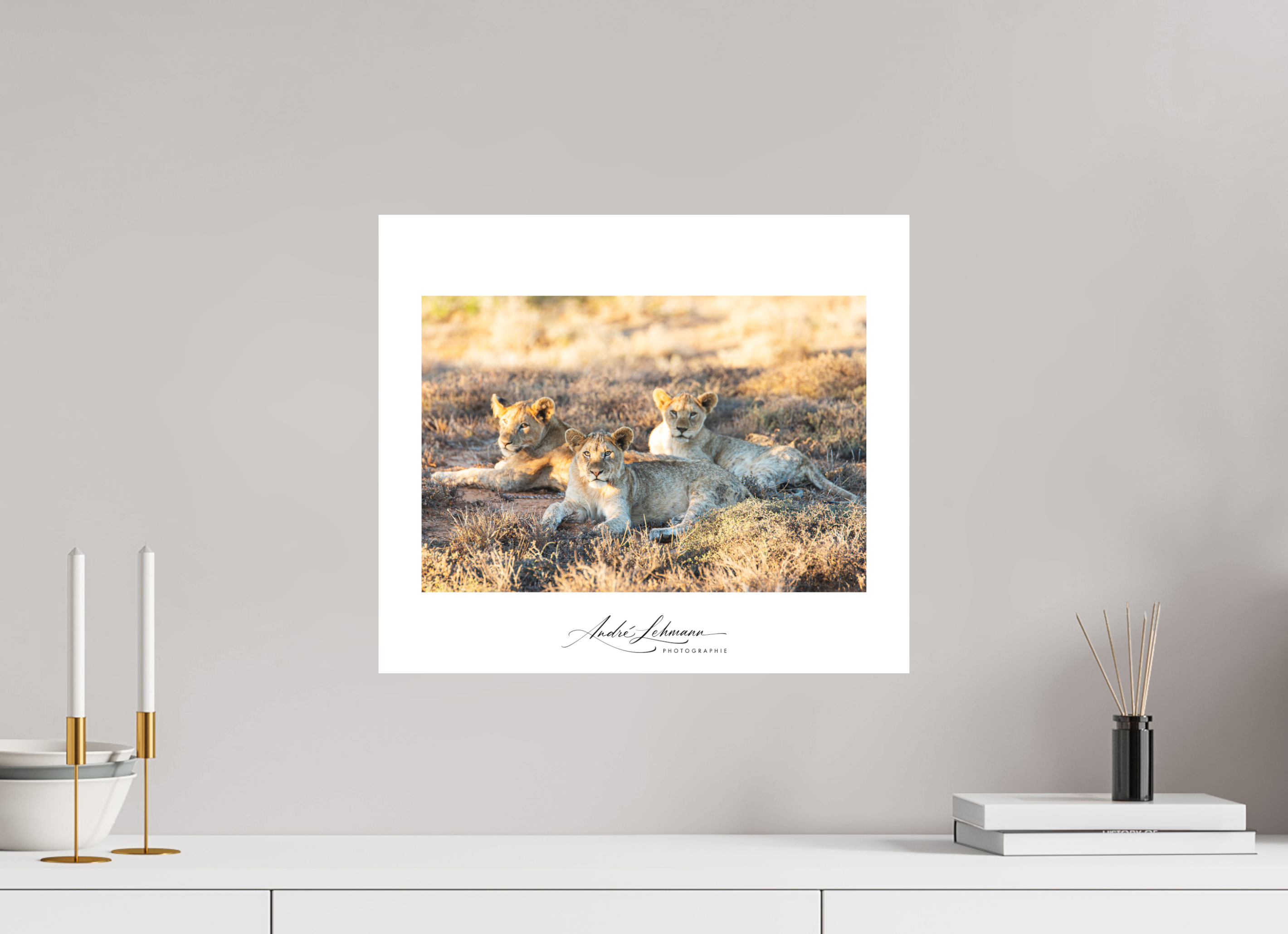 46.3 x 40 cm, Foto-Druck auf Alu-Dibond Lion Cubs (Alu Dibond)