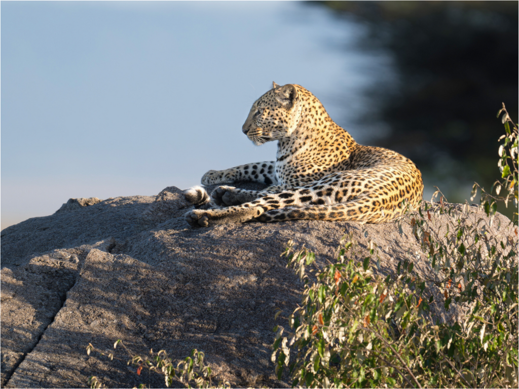 Main image Leopard scanning the horizon