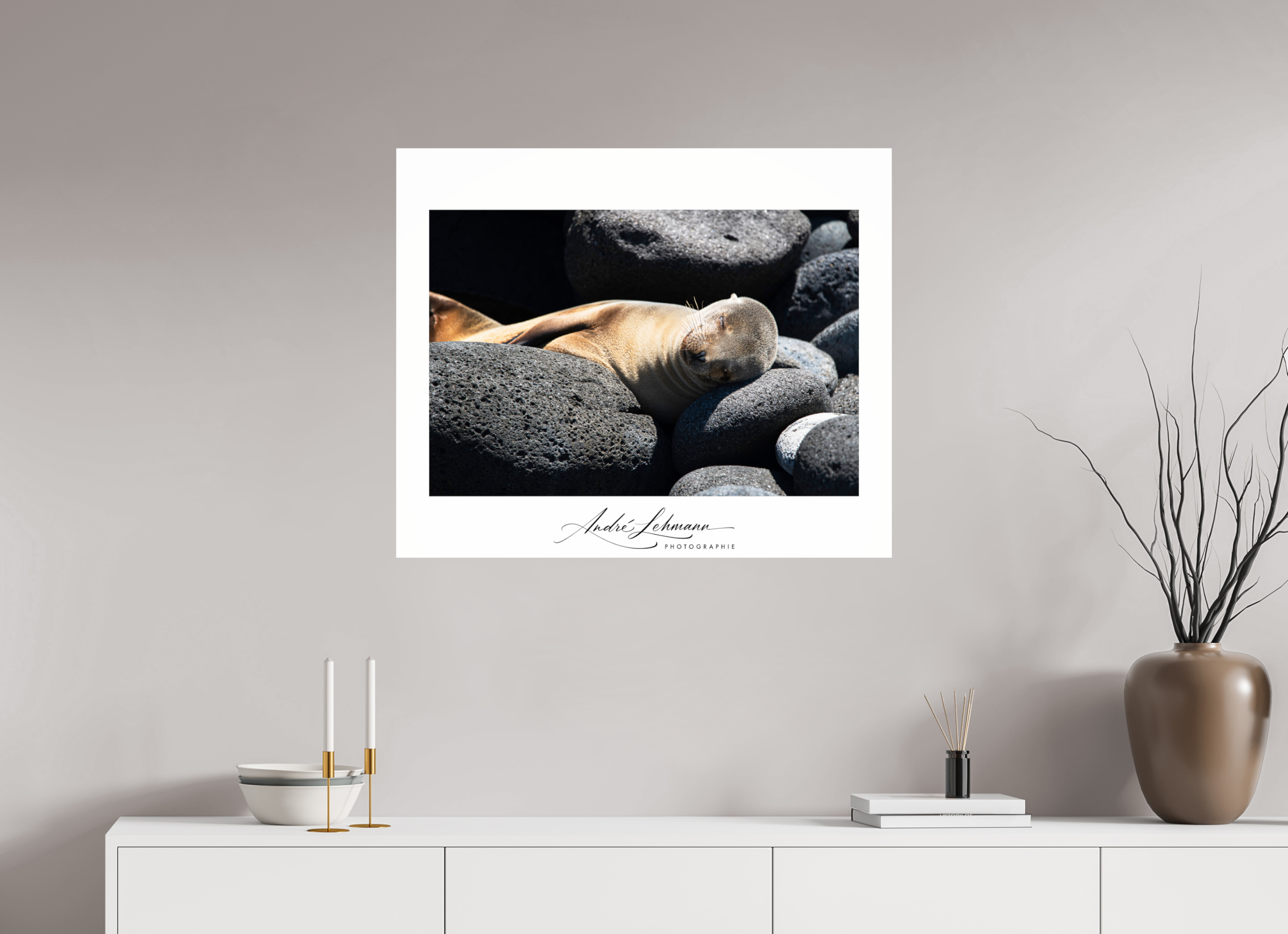 84.7 x 70 cm, Photo Print Under Acrylic Glass Galapagos sea lion