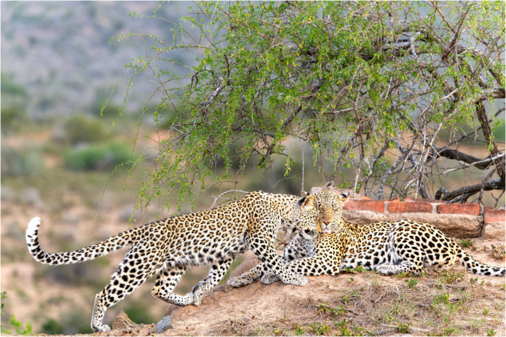 Main image Two Leopards