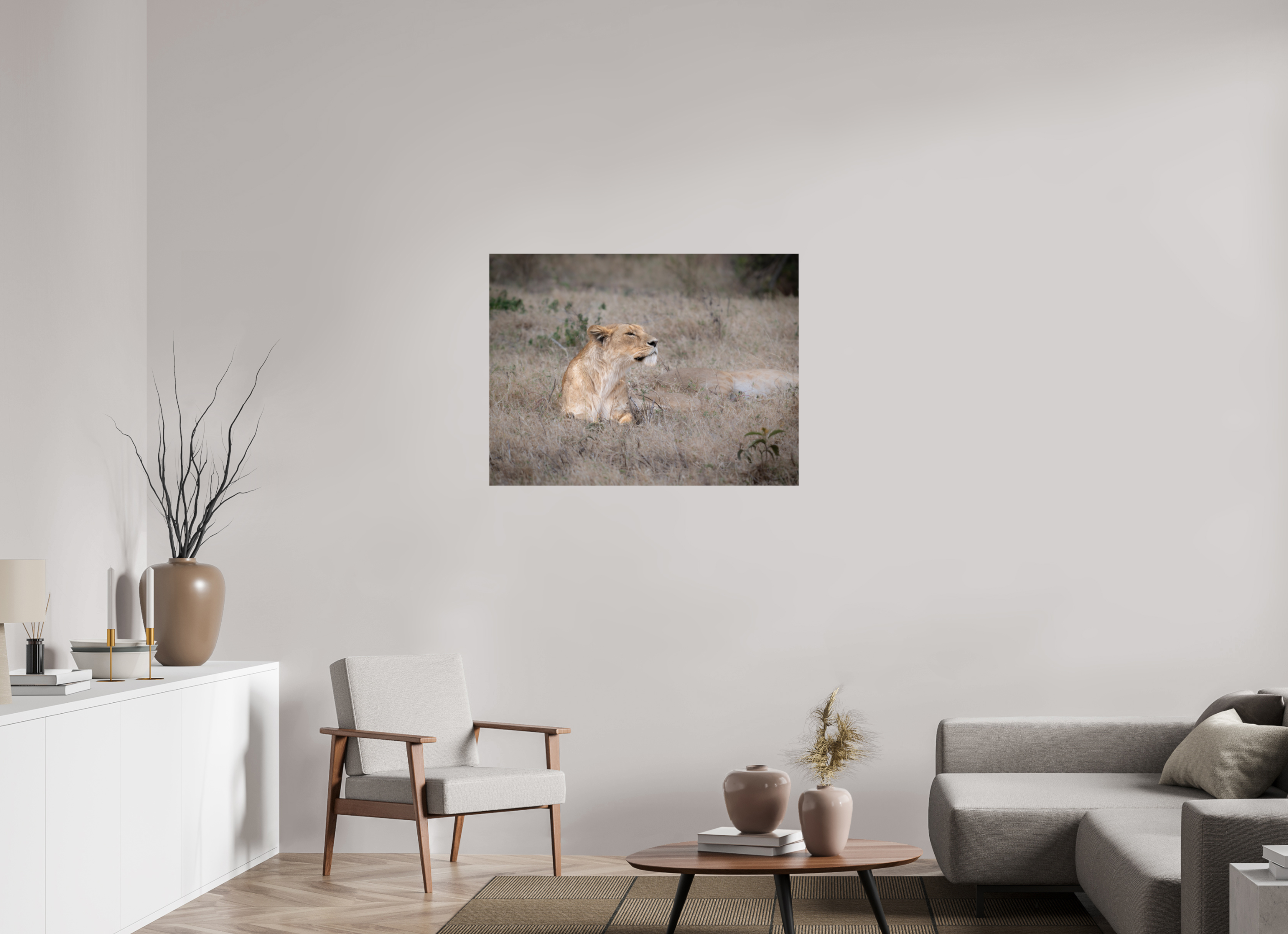100 x 75 cm, Photo Print Under Acrylic Glass An attentive lioness (No frame)