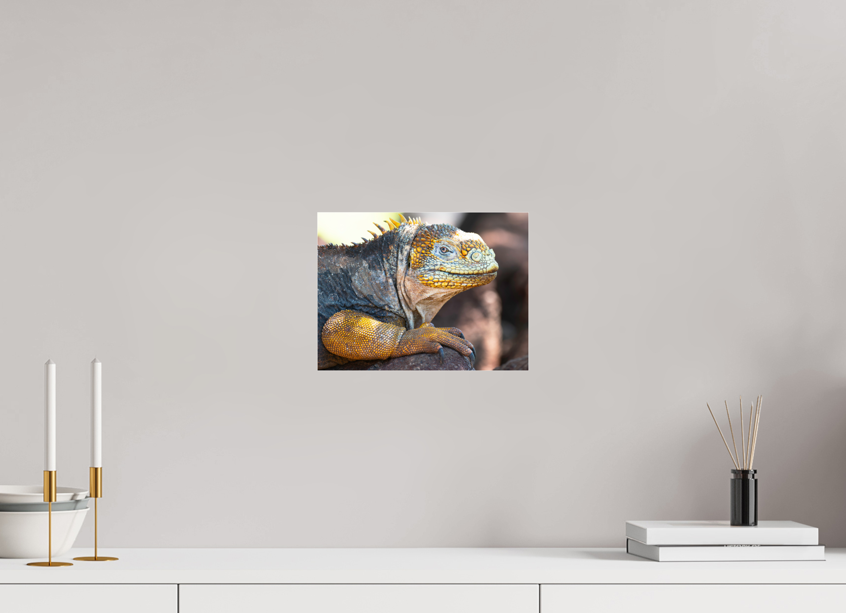 28 x 21 cm, Photo Print Under Acrylic Glass Galapagos Land Iguana (no frame)