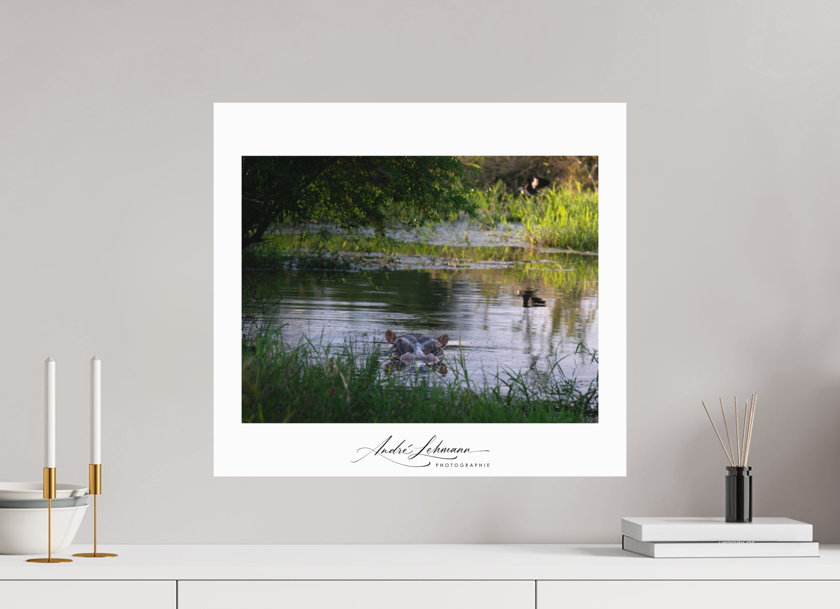 55.2 x 50 cm, Foto-Druck auf Alu-Dibond Hippo in the pond (Alu dibond)