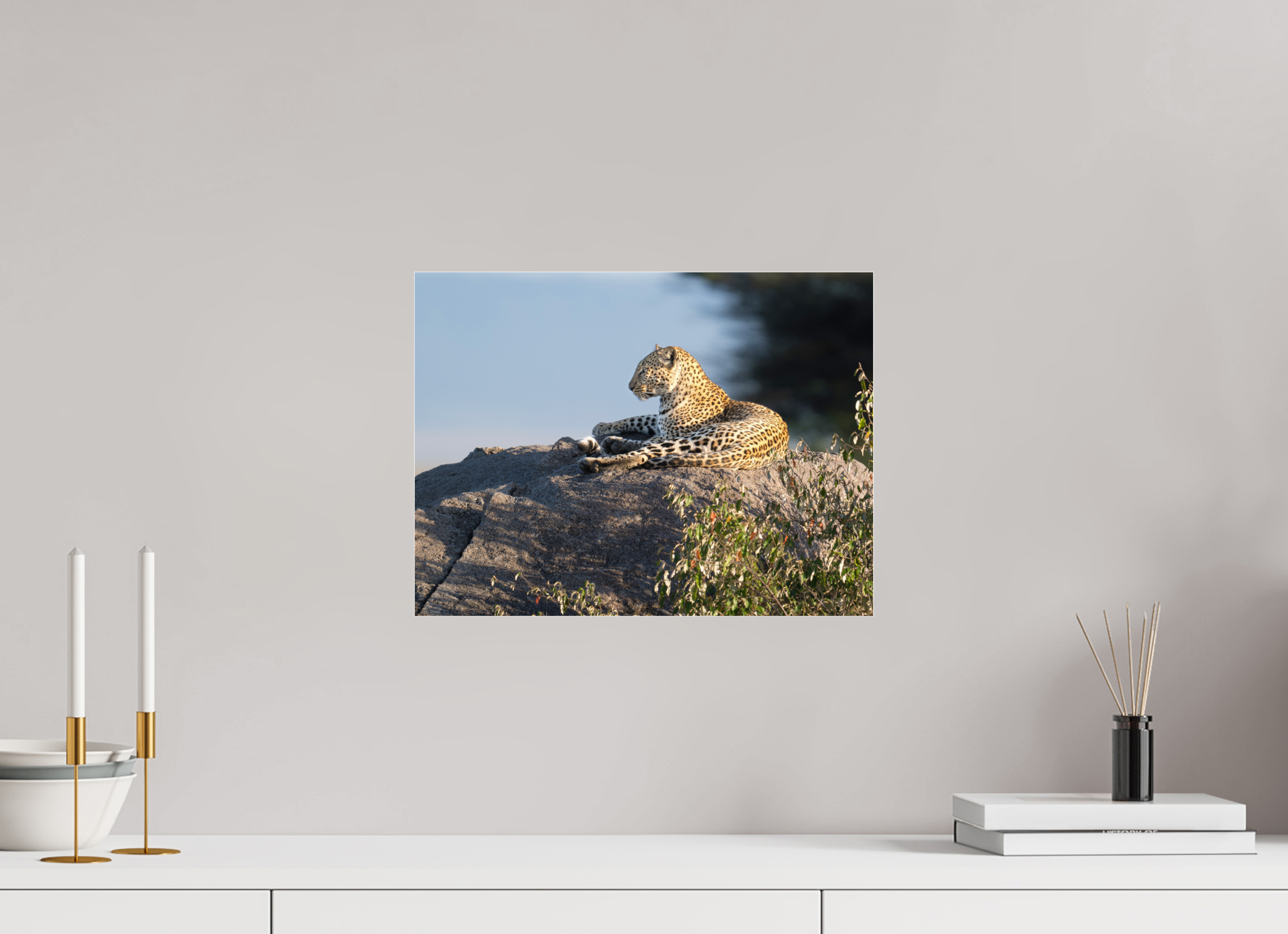 40 x 30 cm, Photo Print Under Acrylic Glass Leopard scanning the horizon