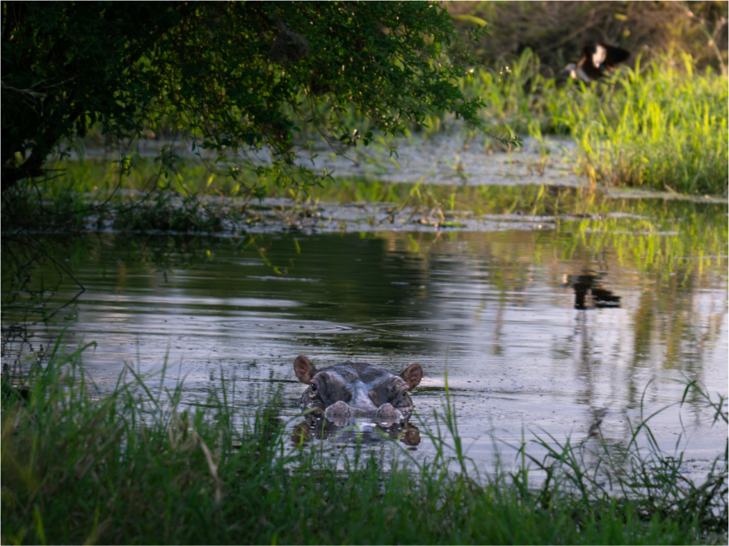 Main image Hippo in the pond