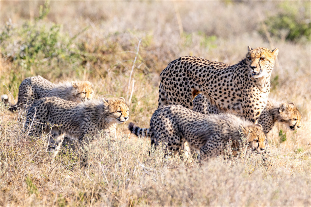 Main image Cheetah and her cubs