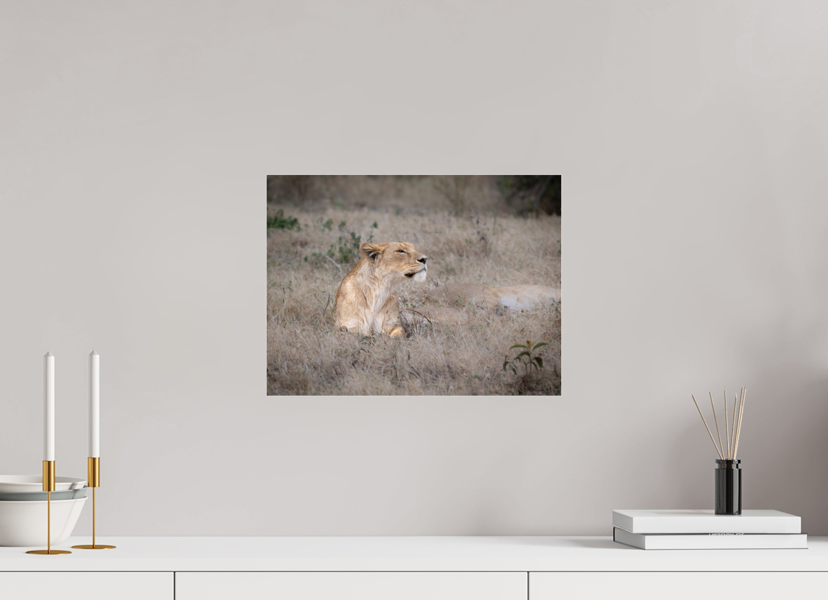 40 x 30 cm, Photo Print Under Acrylic Glass An attentive lioness (No frame)