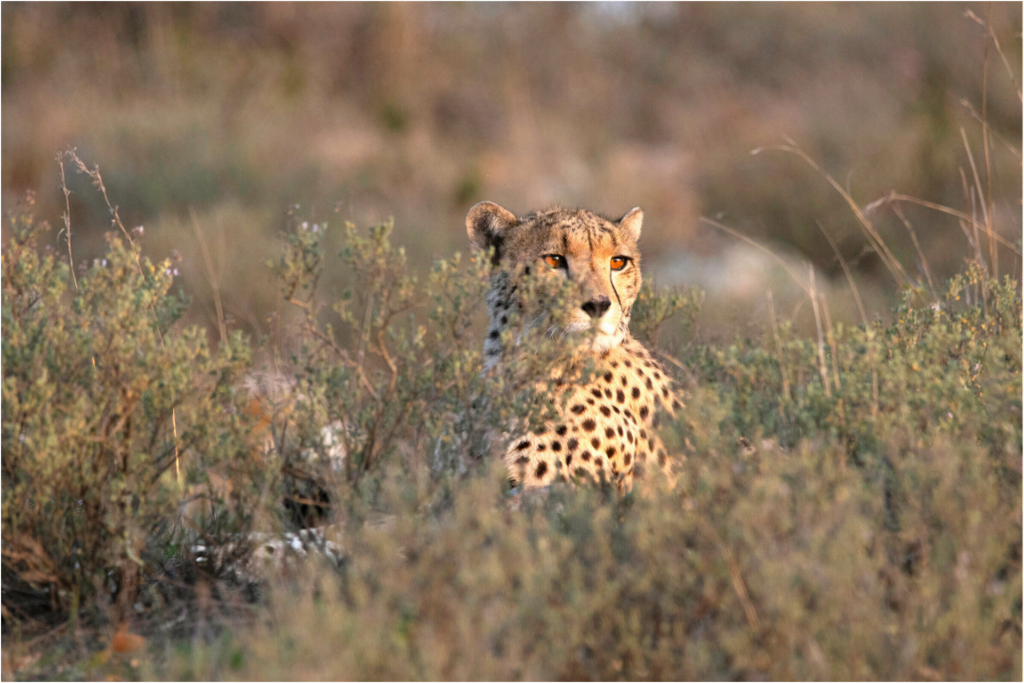 Main image Cheetah in the grass (no frame)