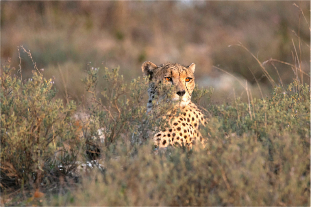 Main image Cheetah in the grass (no frame)