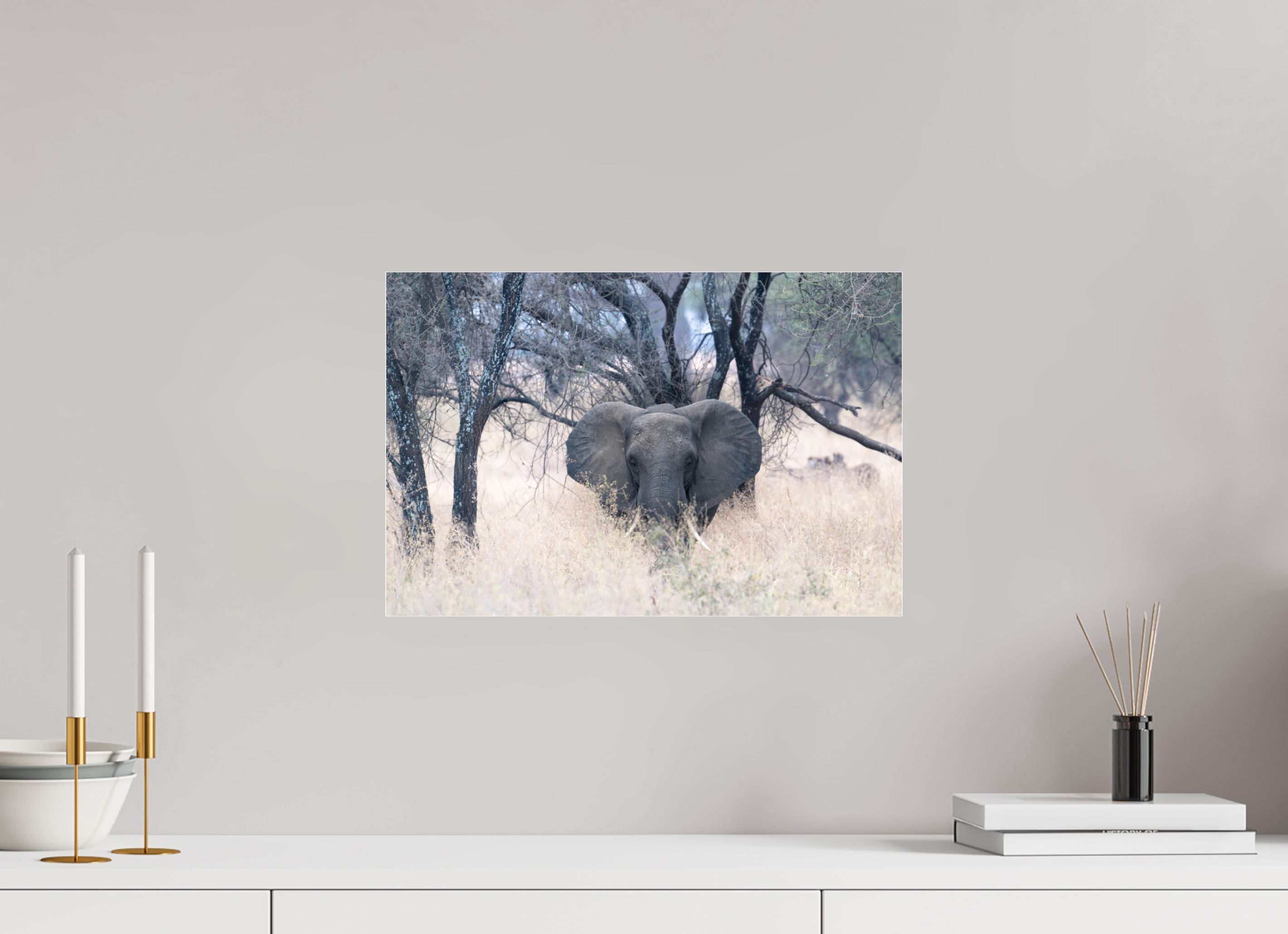 45 x 30 cm, Photo Print Under Acrylic Glass Elephant in the Savanna (no frame)