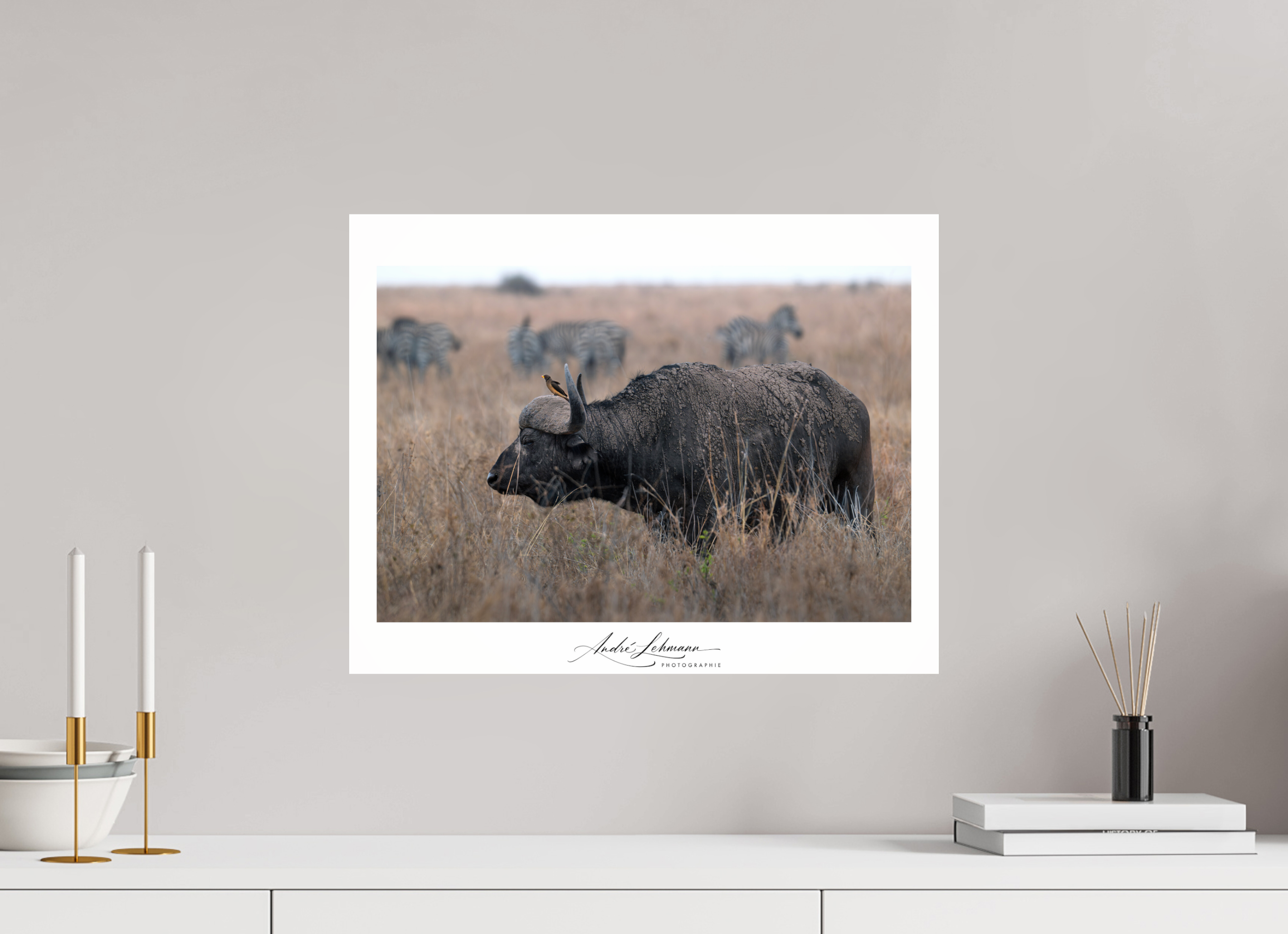 51.3 x 40 cm, Photo Print Under Acrylic Glass African Buffalo