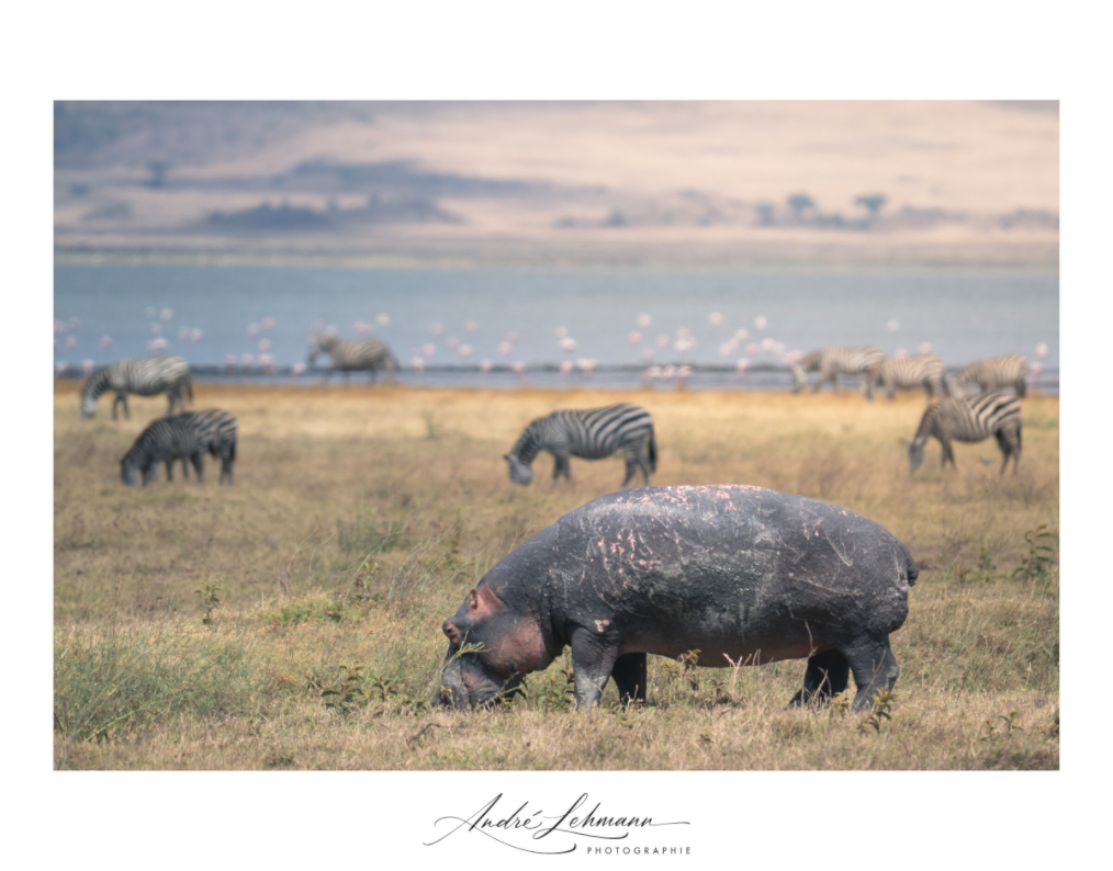 Main image Hippo out of the water (Alu dibond)