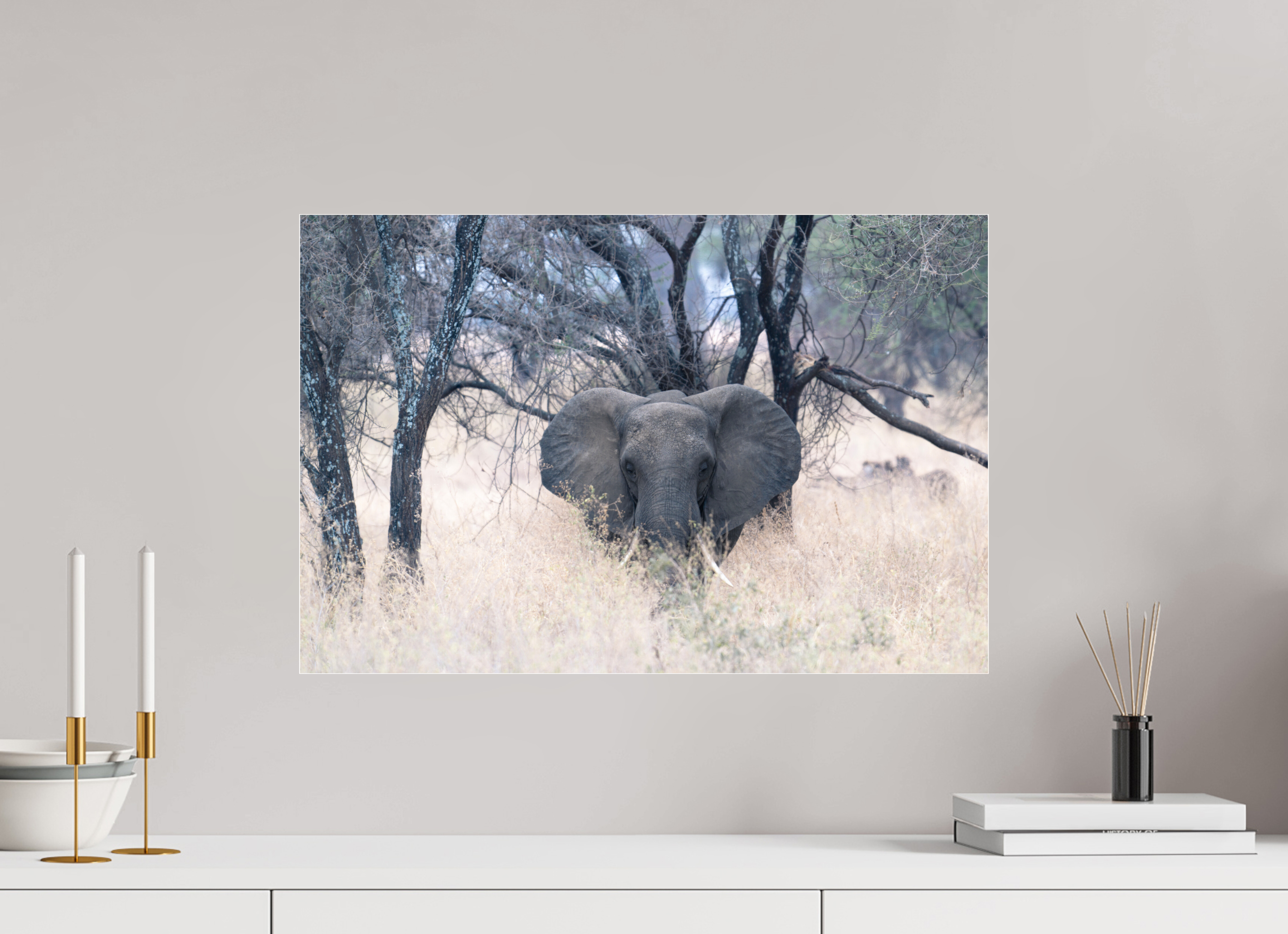 60 x 40 cm, Photo Print Under Acrylic Glass Elephant in the Savanna (no frame)