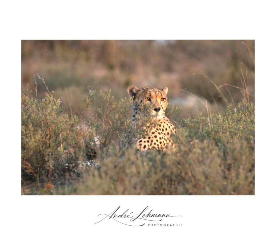 Main image Cheetah in the grass