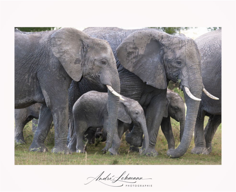 Main image Elephant calf