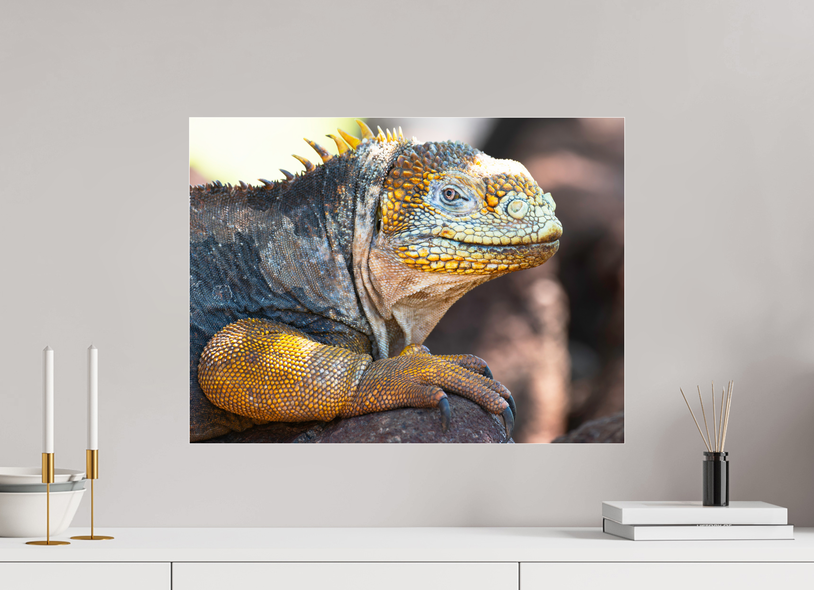 60 x 45 cm, Photo Print Under Acrylic Glass Galapagos Land Iguana (no frame)
