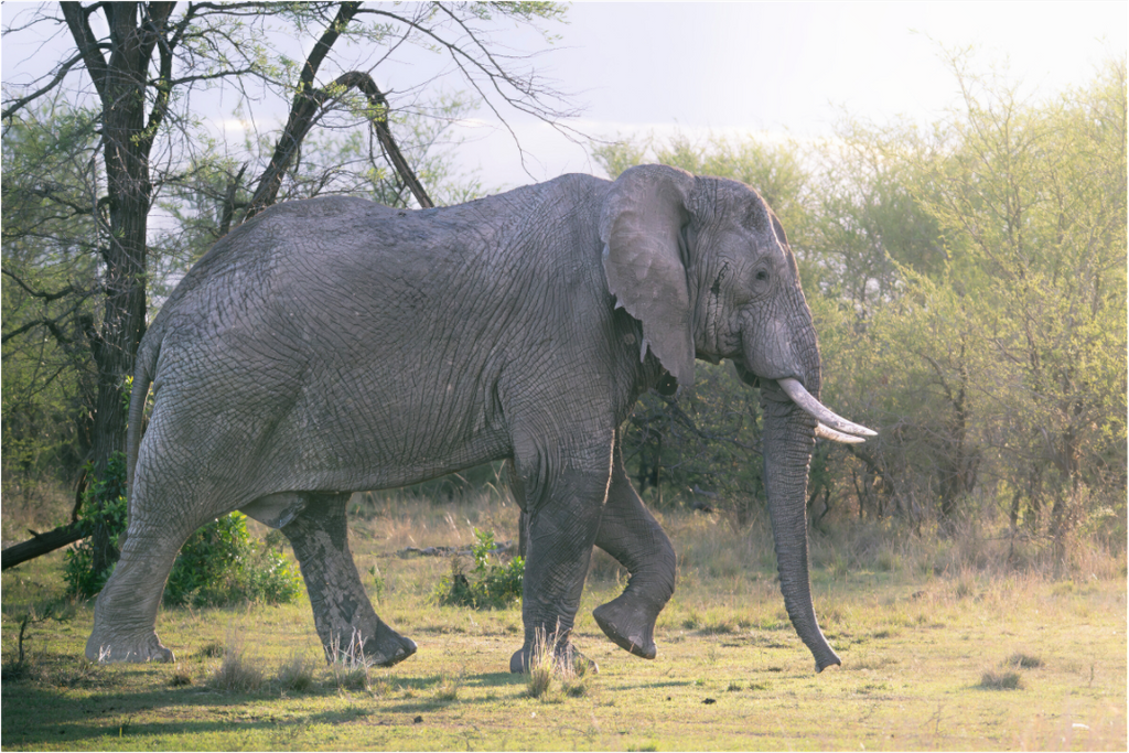 Main image Walking giant (no frame)