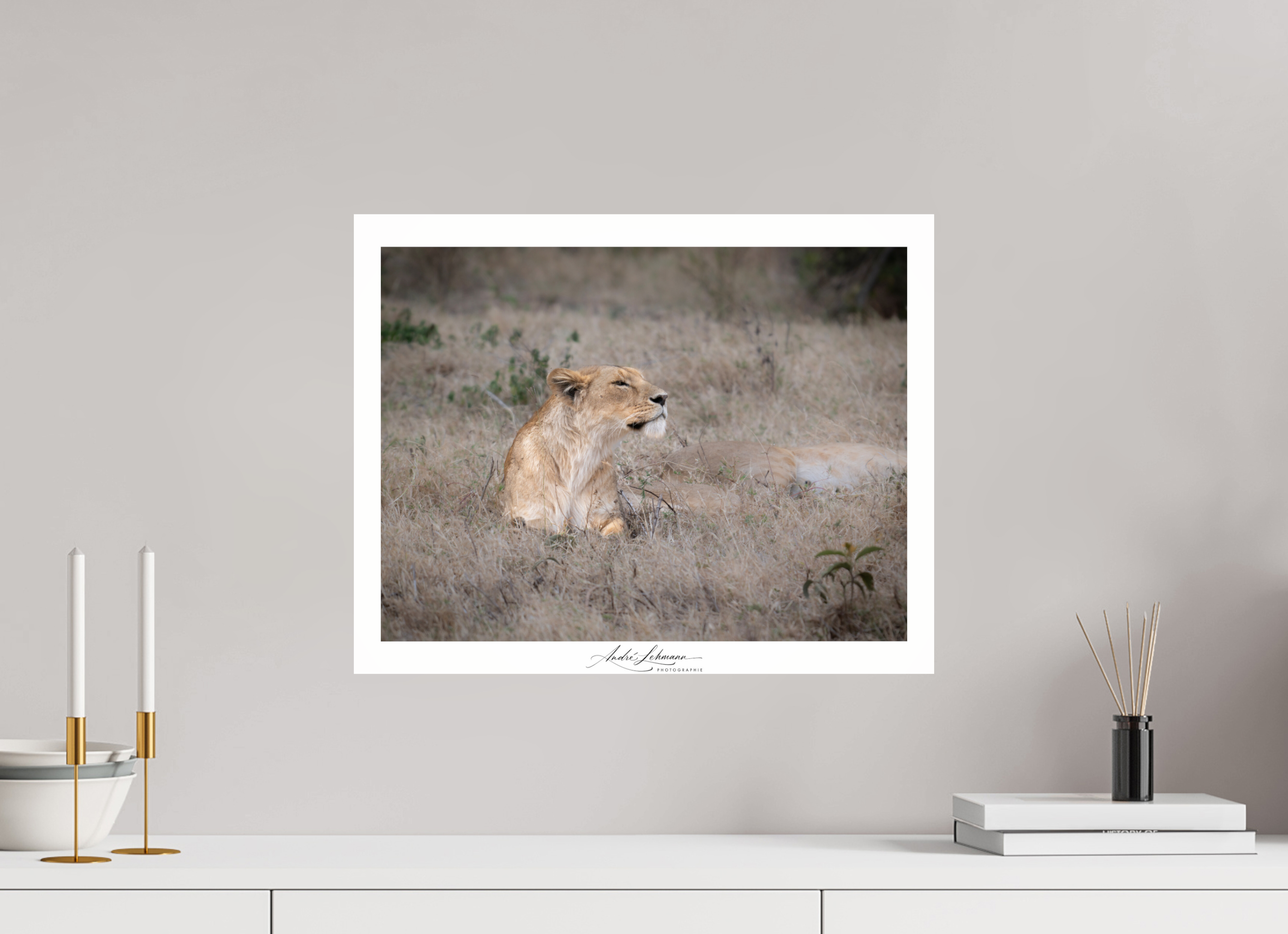 50.5 x 40 cm, Photo Print Under Acrylic Glass An attentive lioness