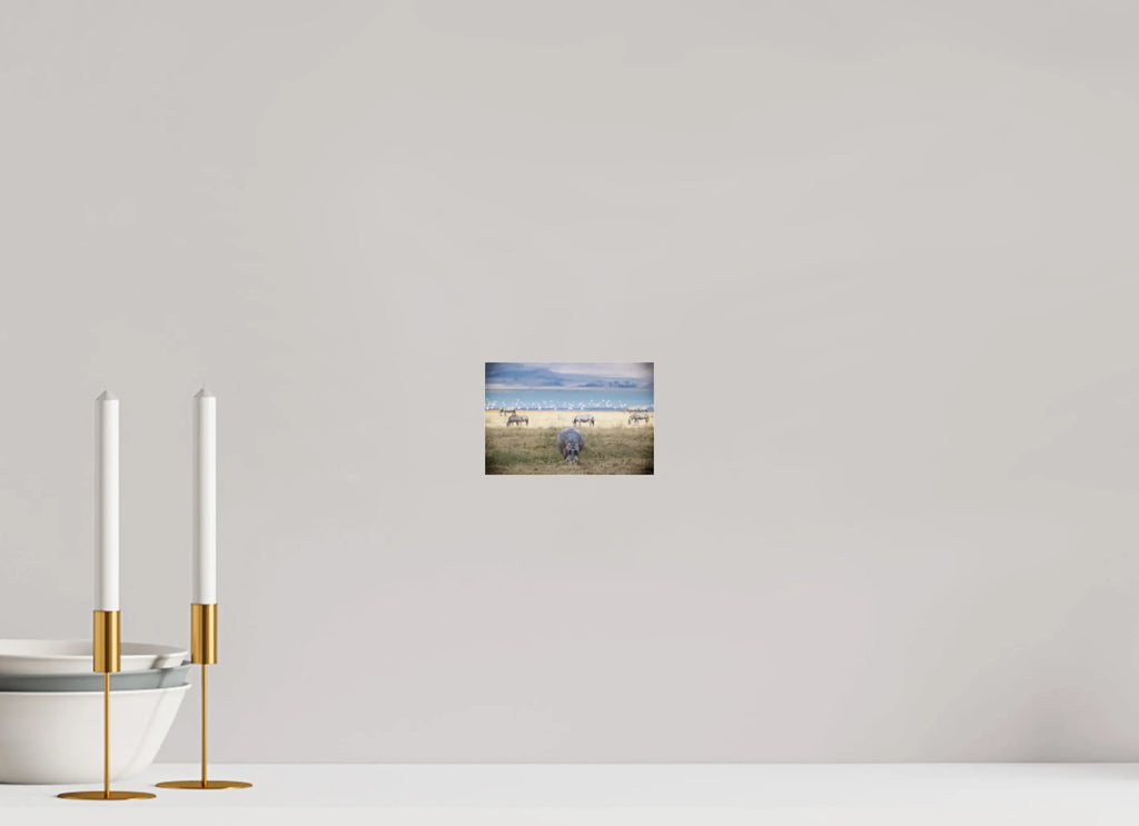 15 x 10 cm, Photo Print Under Acrylic Glass Hippo grazing