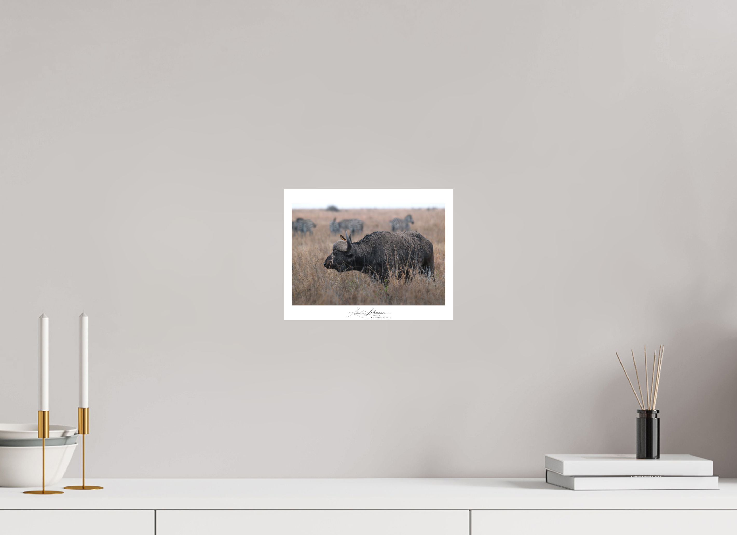 25.7 x 20 cm, Foto-Druck auf Alu-Dibond African Buffalo (Alu Dibond)