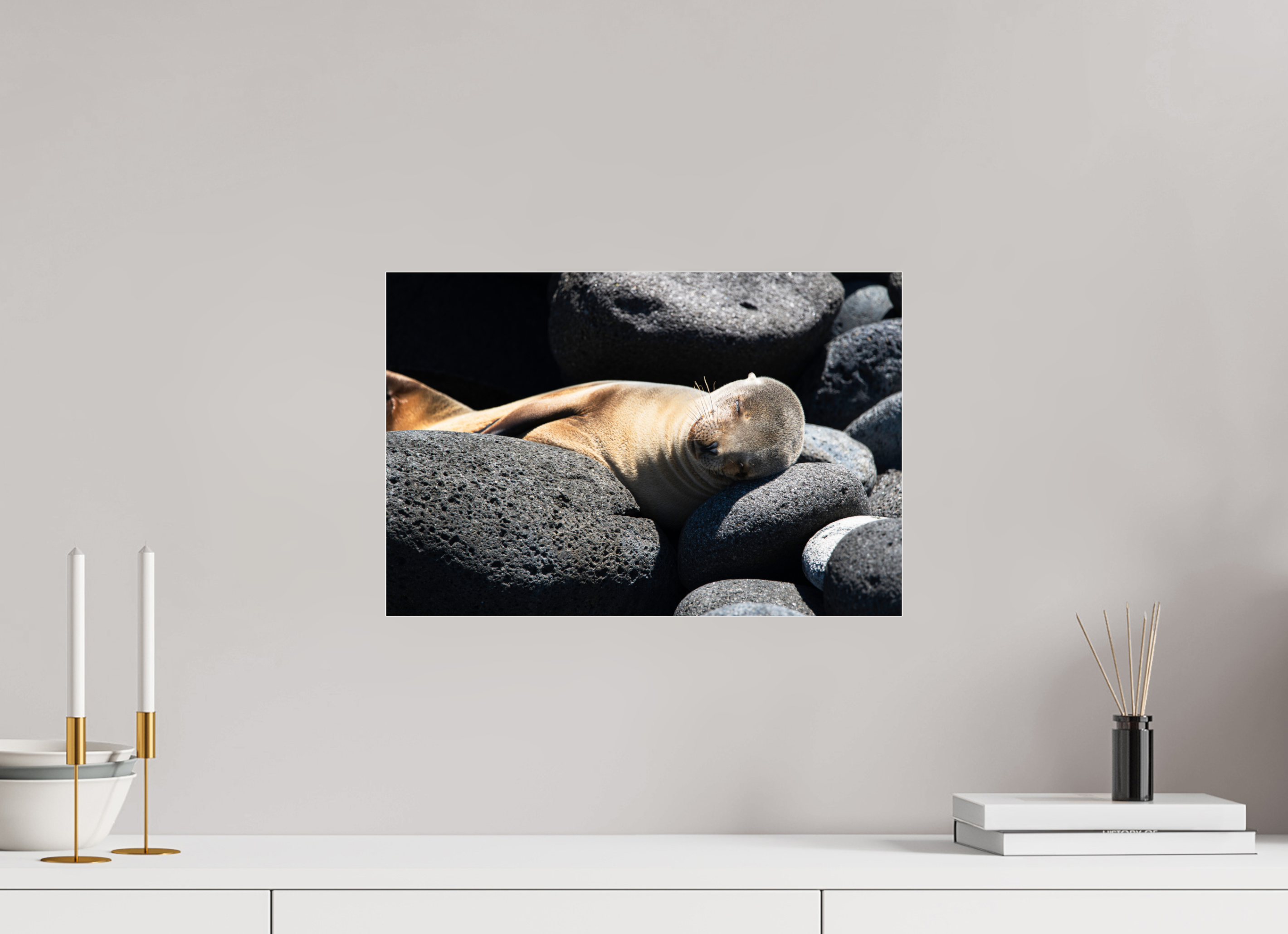 45 x 30 cm, Photo Print Under Acrylic Glass Galapagos Sea Lion