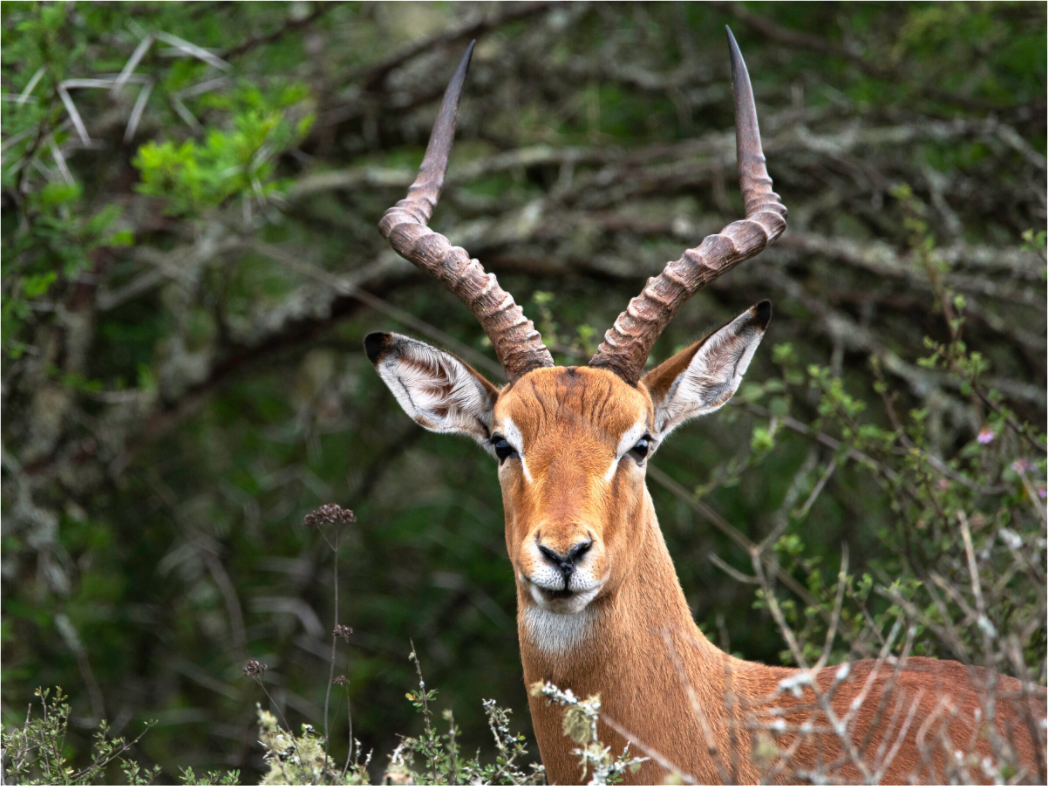 Main image Impala (mo Frame)