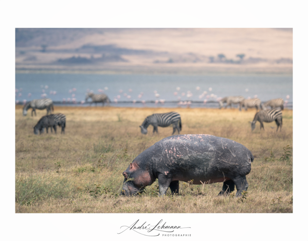 Main image Hippo out of the water