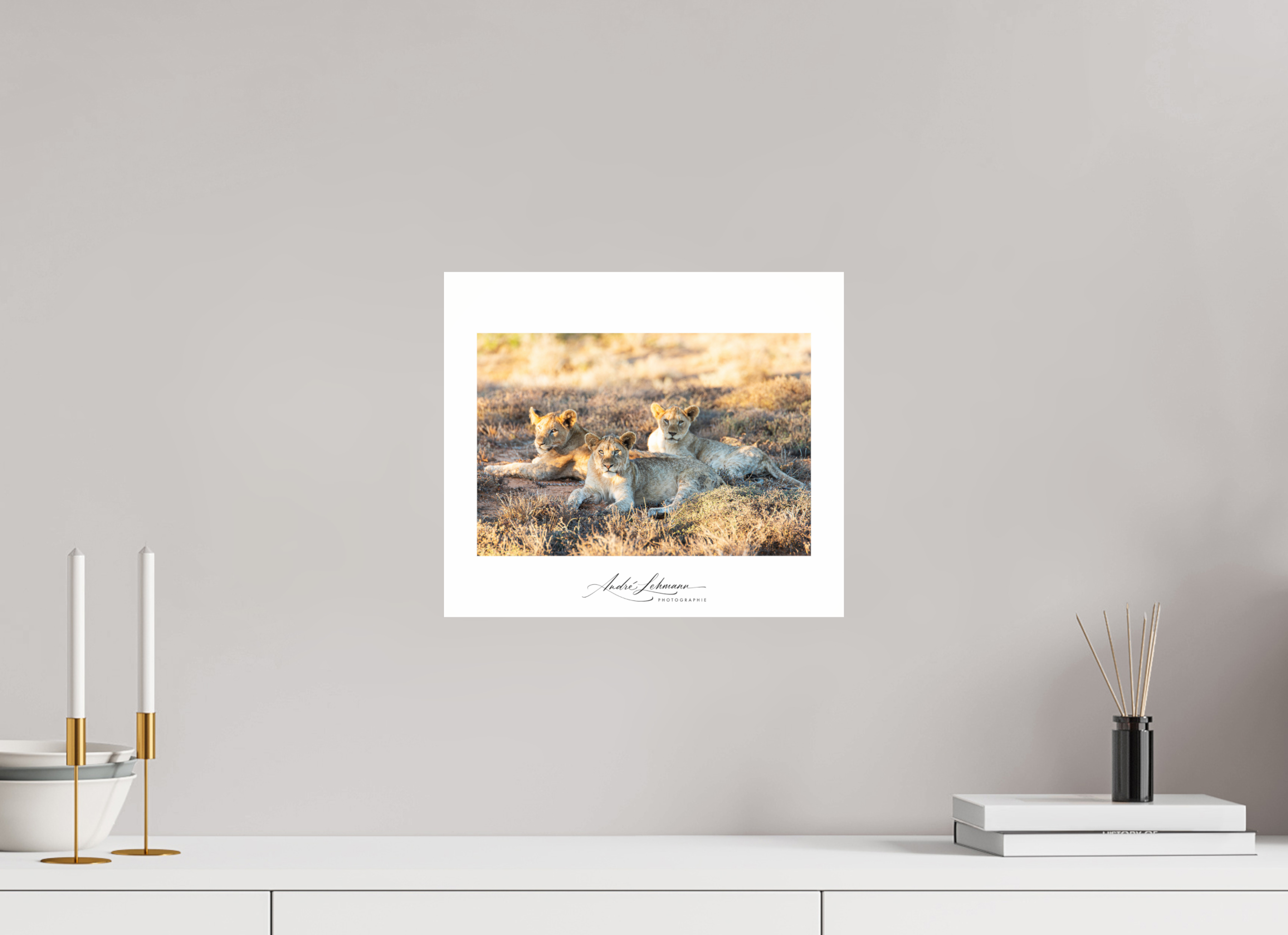 34.8 x 30 cm, Photo Print Under Acrylic Glass Lion Cubs