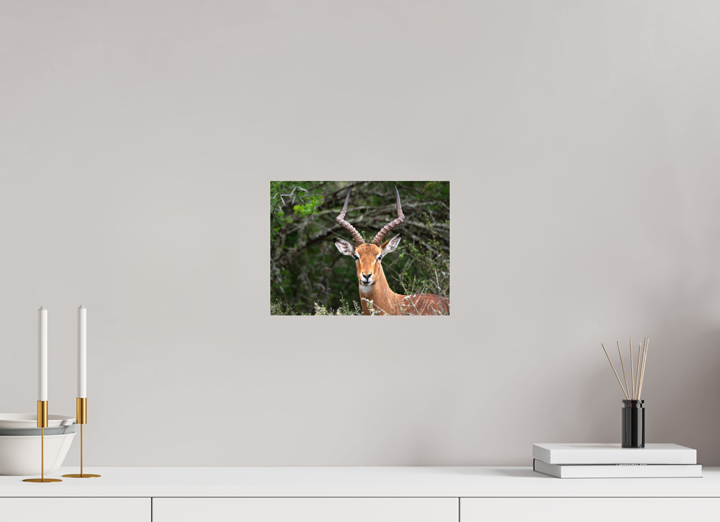 28 x 21 cm, Photo Print Under Acrylic Glass Impala (mo Frame)