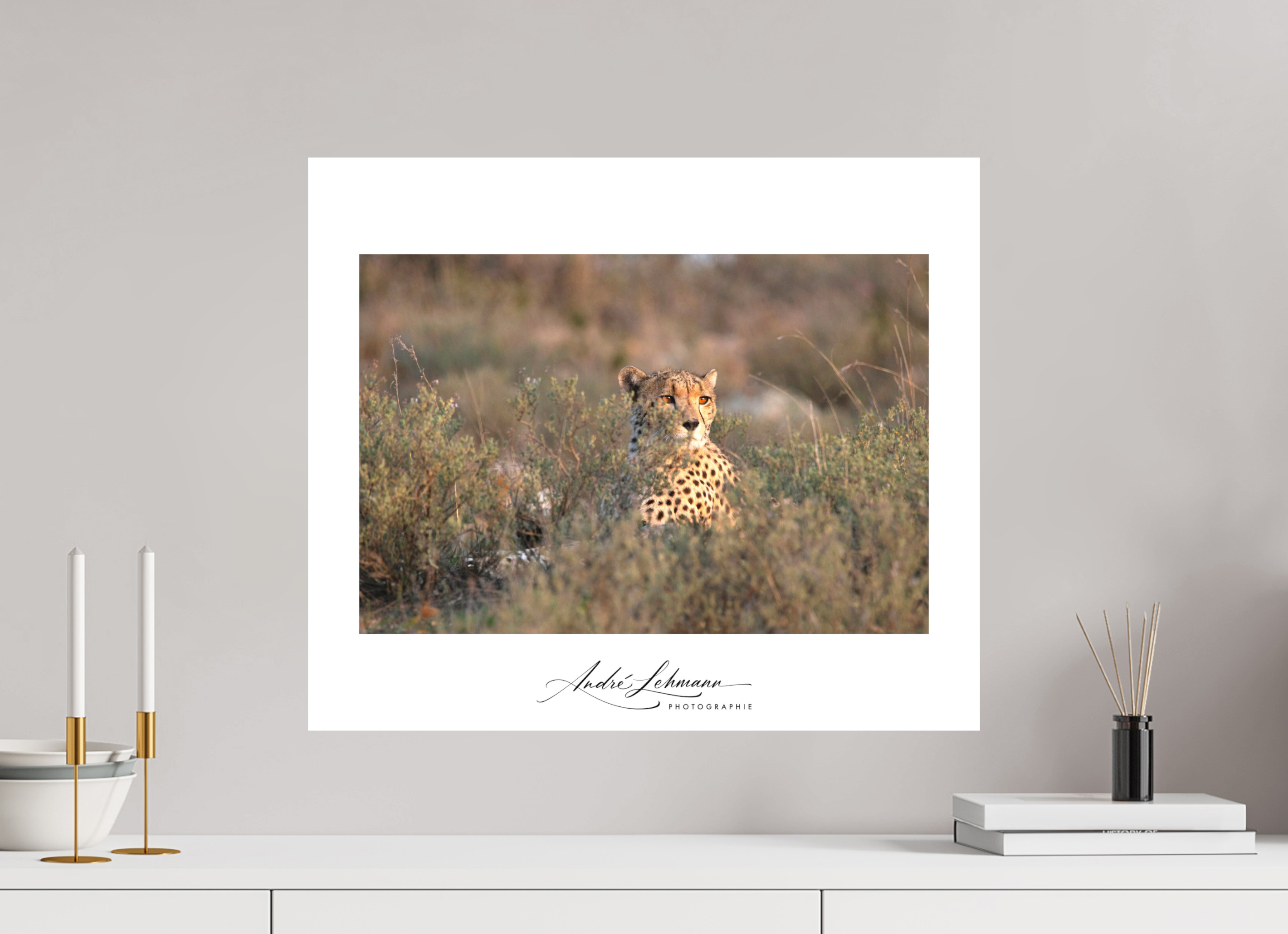 58.6 x 50 cm, Foto-Druck auf Alu-Dibond Cheetah in the grass