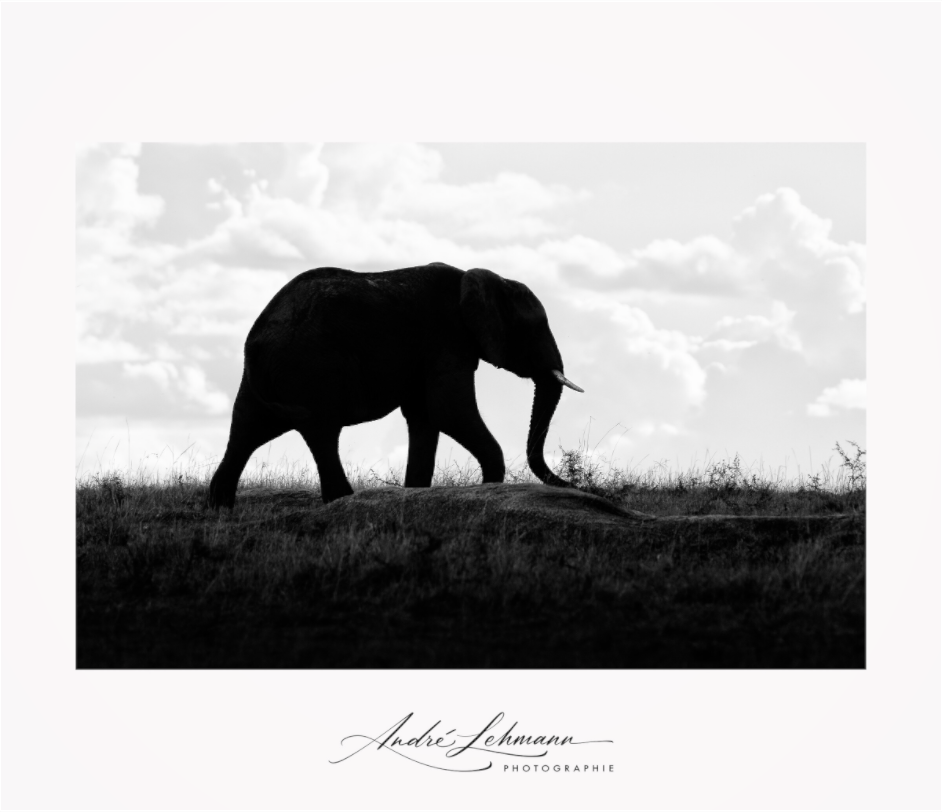 Main image Elephant strolling
