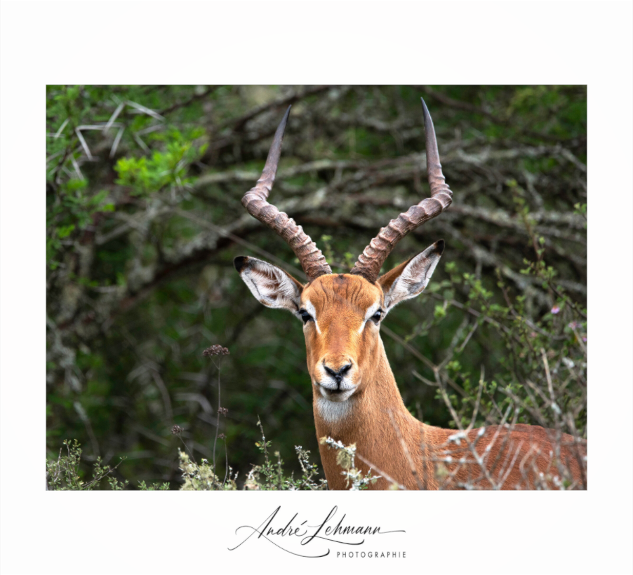 Main image Impala
