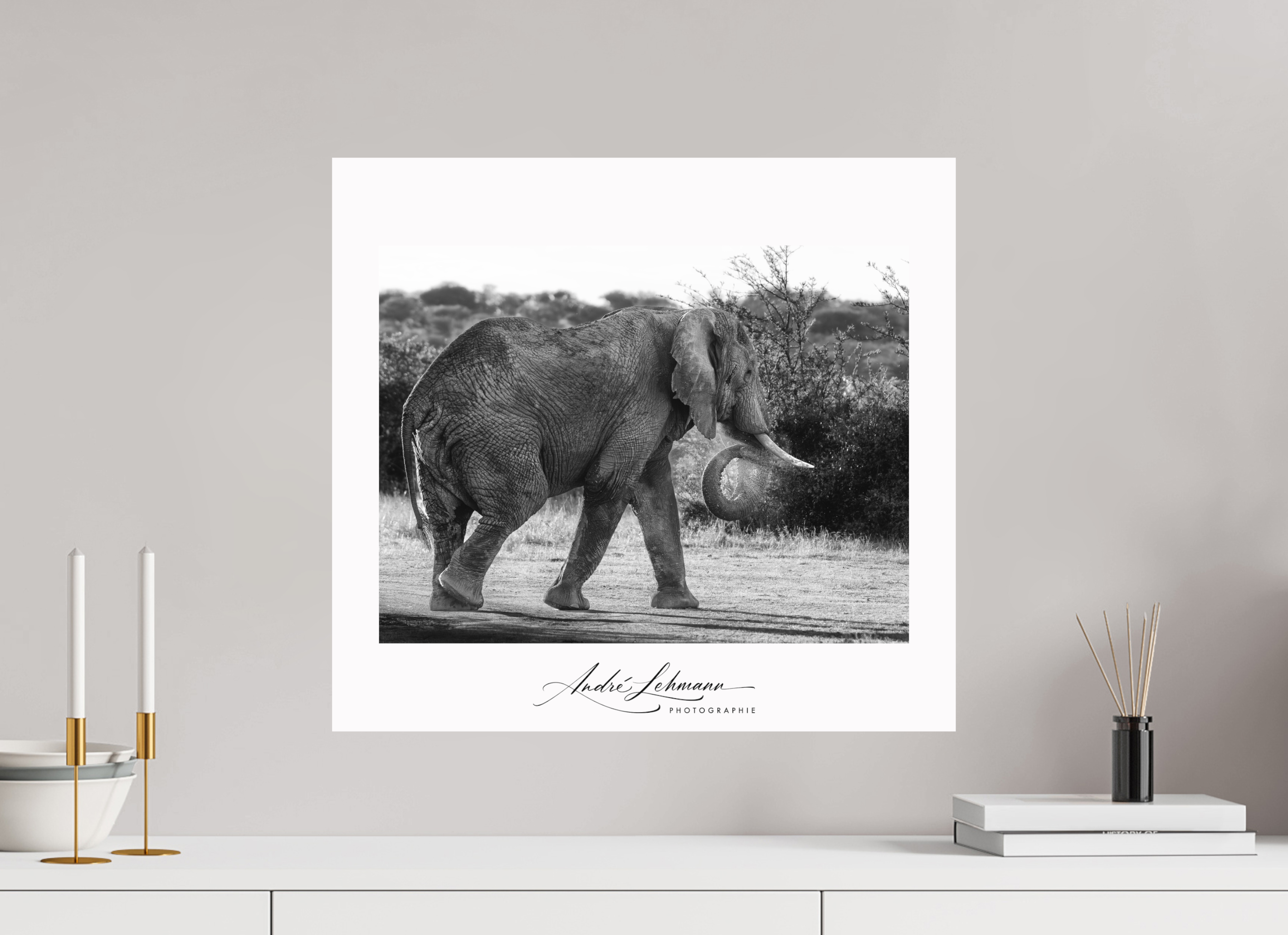 54.4 x 50 cm, Foto-Druck auf Alu-Dibond Elephant black and white (Alu dibond)