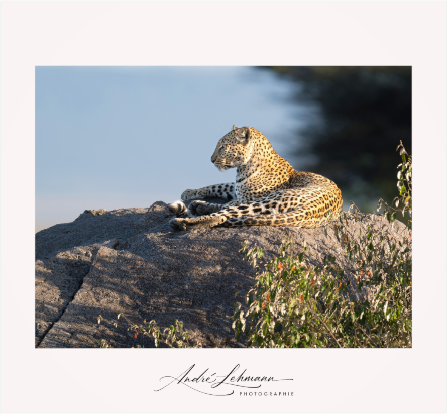 Main image Leopard scanning the horizon