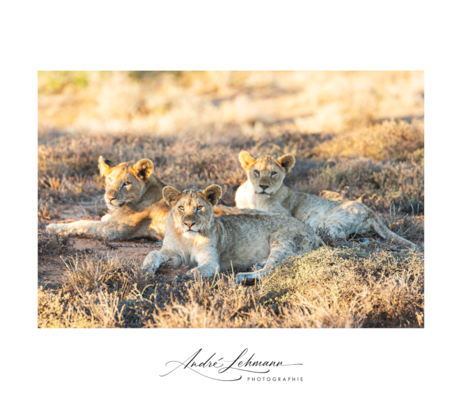 Main image Lion Cubs (Alu Dibond)