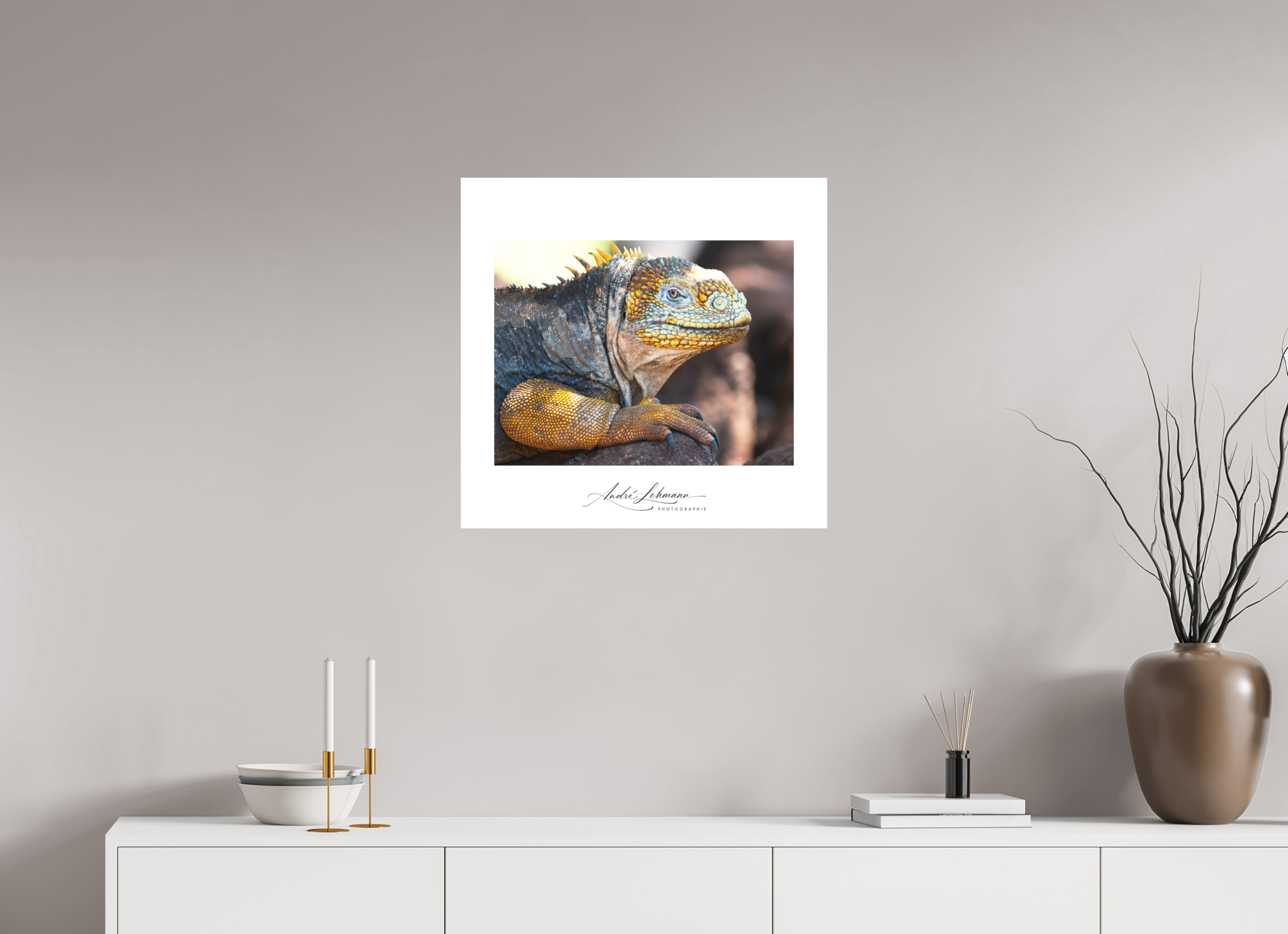 62.7 x 60 cm, Foto-Druck auf Alu-Dibond Galapagos Land Iguana