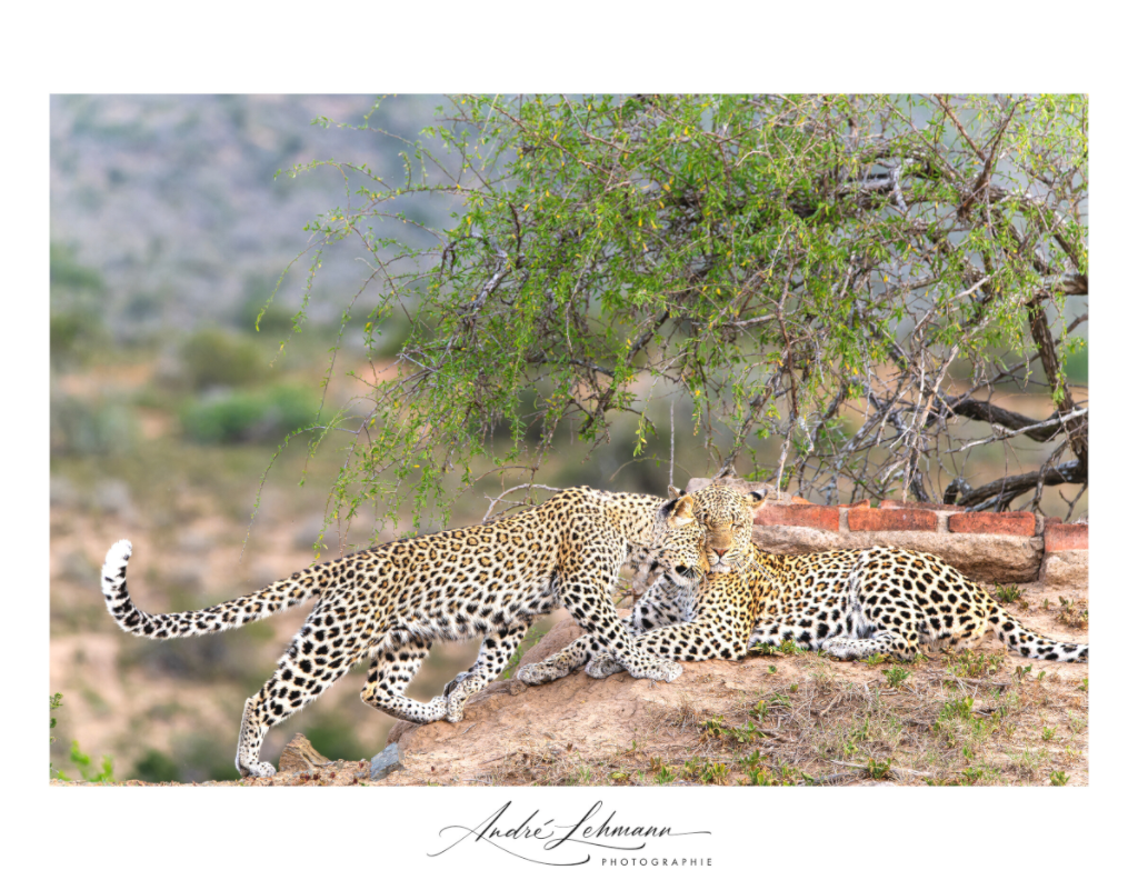Main image Two Leopards (Alu Dibond)