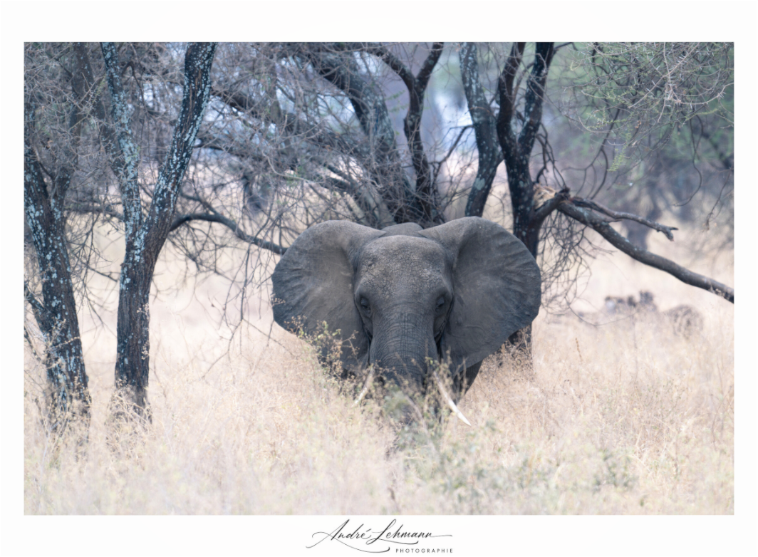 Main image Elephant in the Savanna