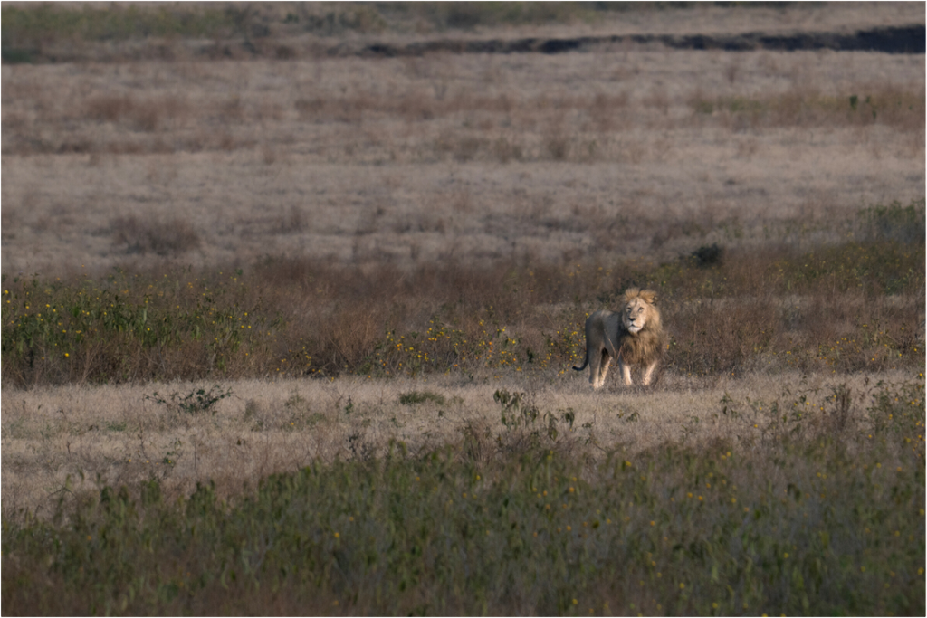 Main image A lion surveys its territory (no frame)