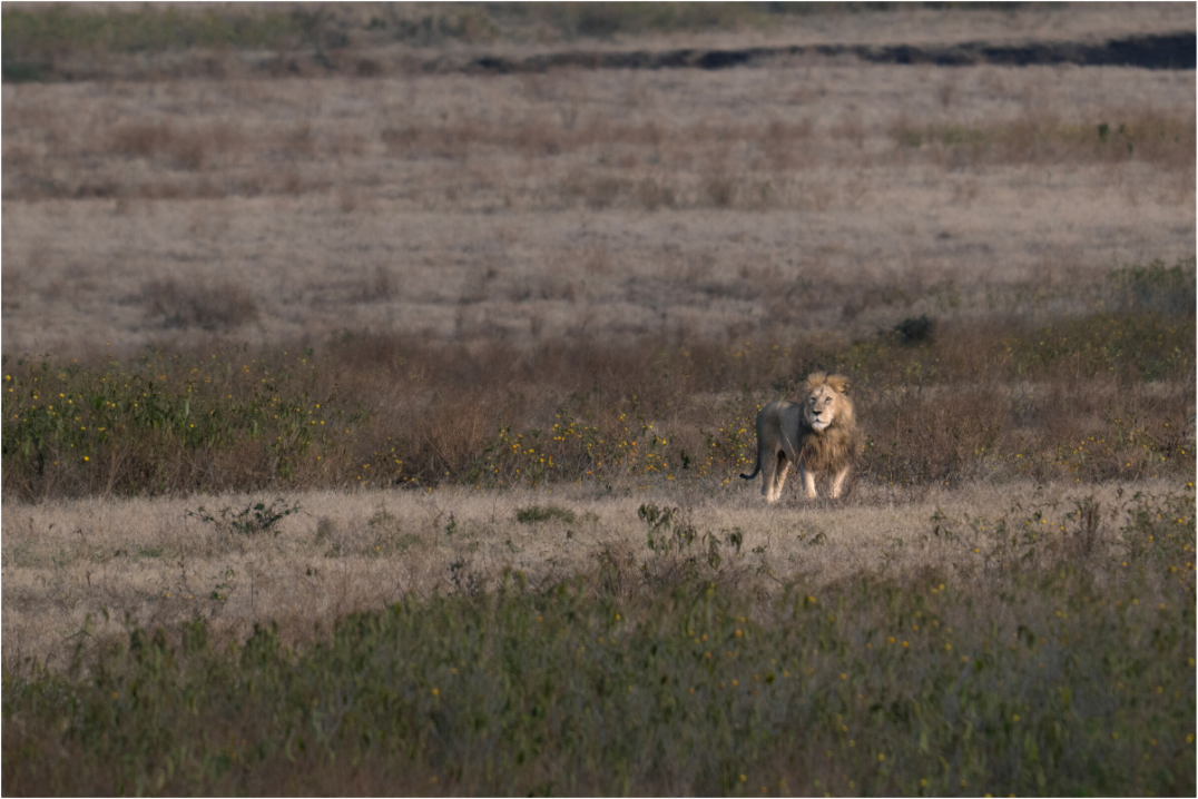 Main image A lion surveys its territory (no frame)
