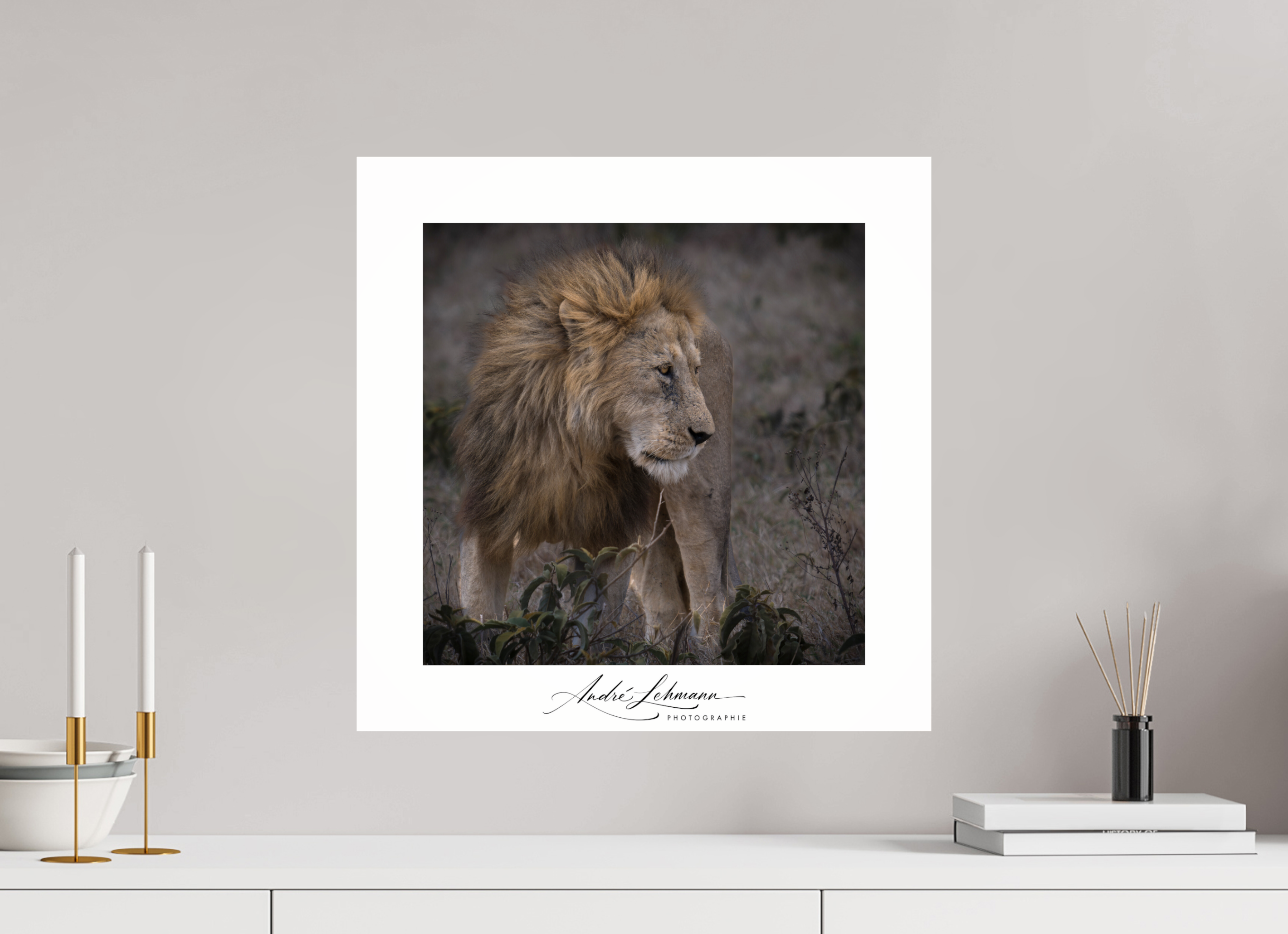 50 x 50 cm, Photo Print Under Acrylic Glass Male lion