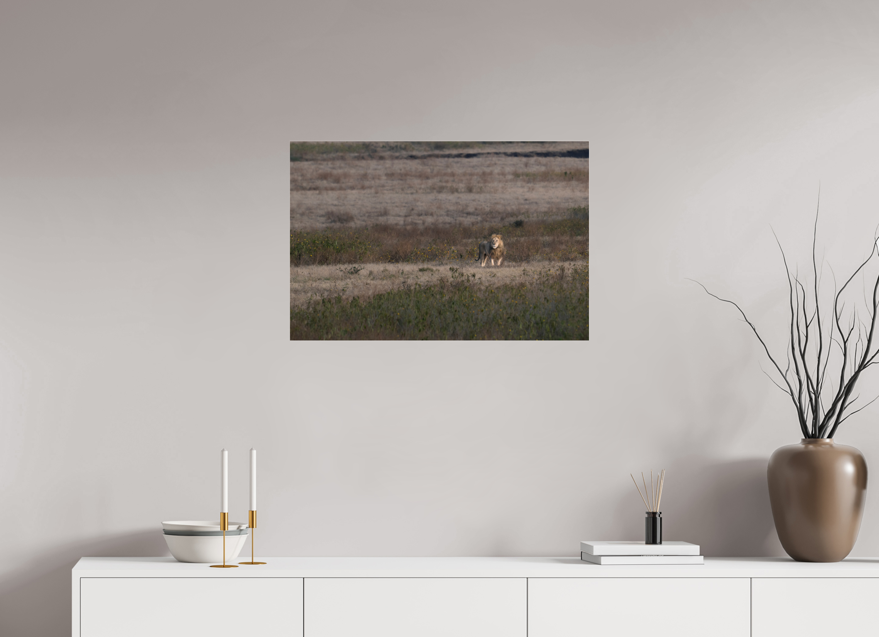 75 x 50 cm, Photo Print Under Acrylic Glass A lion surveys its territory (no frame)