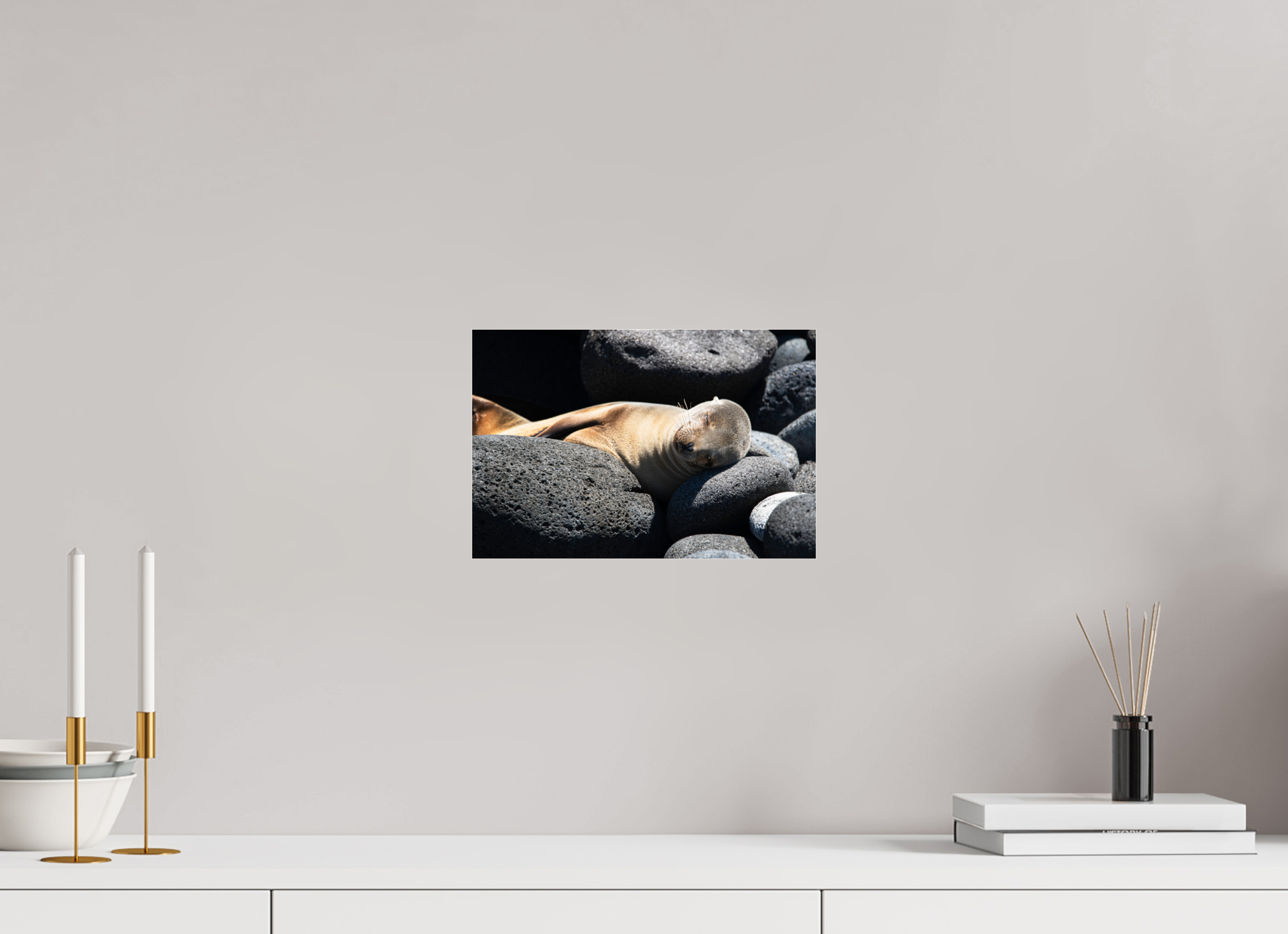30 x 20 cm, Photo Print Under Acrylic Glass Galapagos Sea Lion