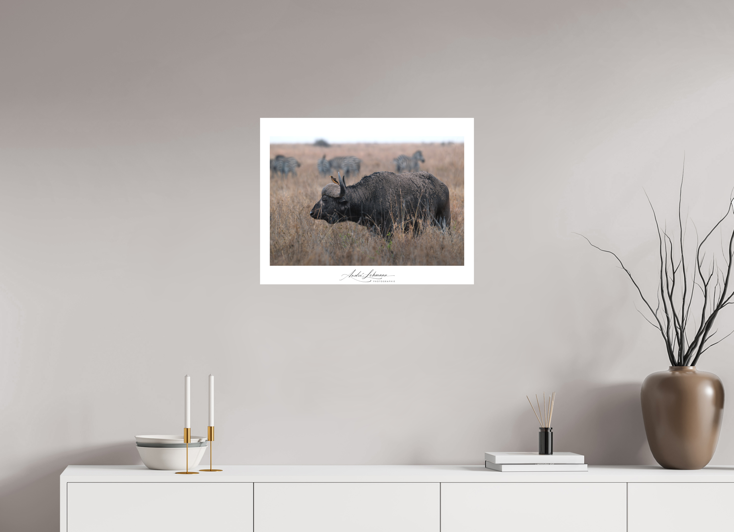 64.2 x 50 cm, Foto-Druck auf Alu-Dibond African Buffalo (Alu Dibond)